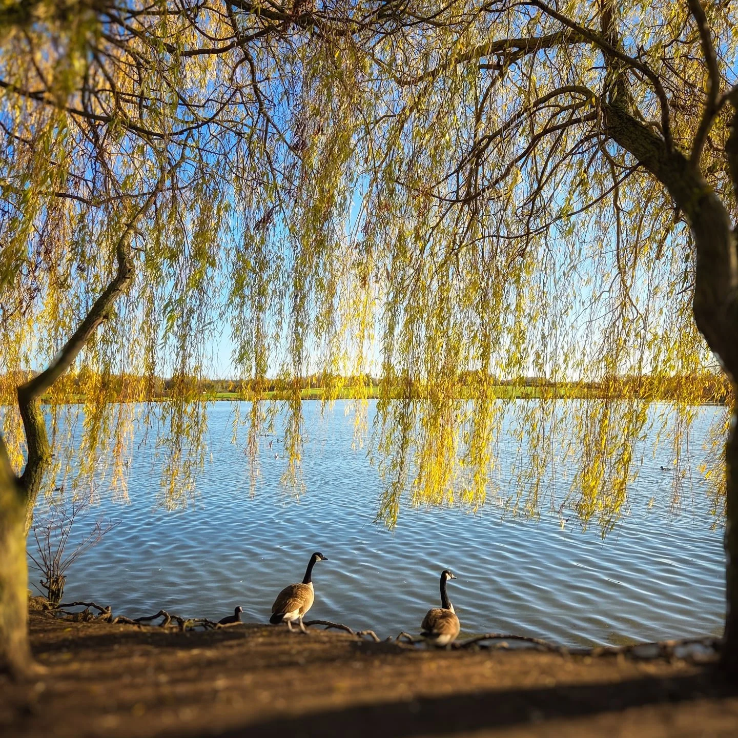 📸

📍Furzton Lake, Milton Keynes 

The sweetest little scene 🦆✨️