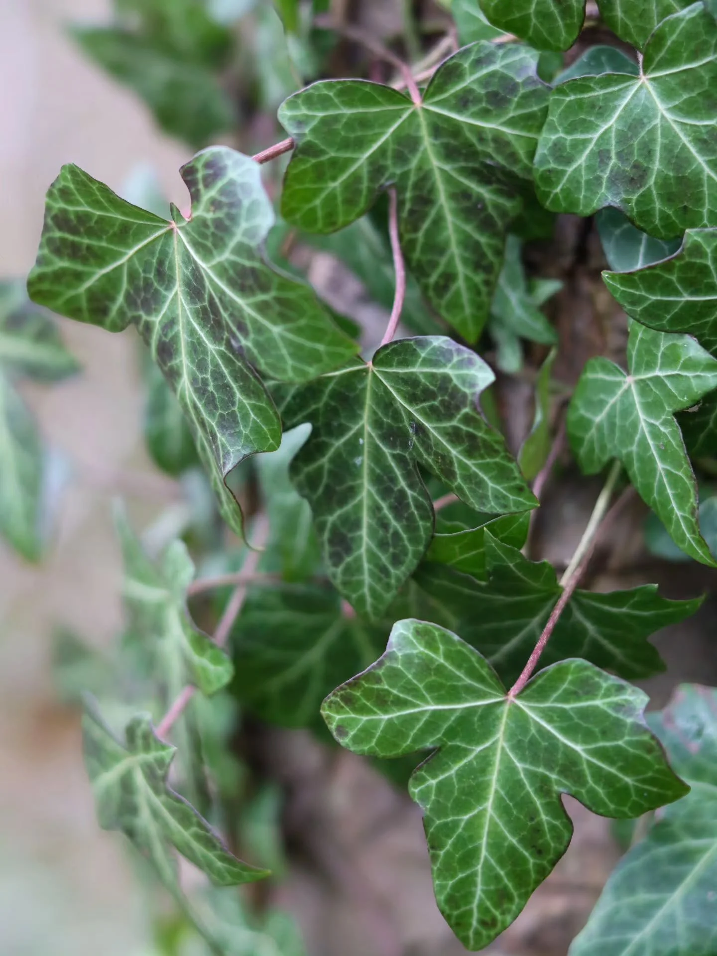 📸

📍The Secret Garden, Milton Keynes 

Patterns 🌿
