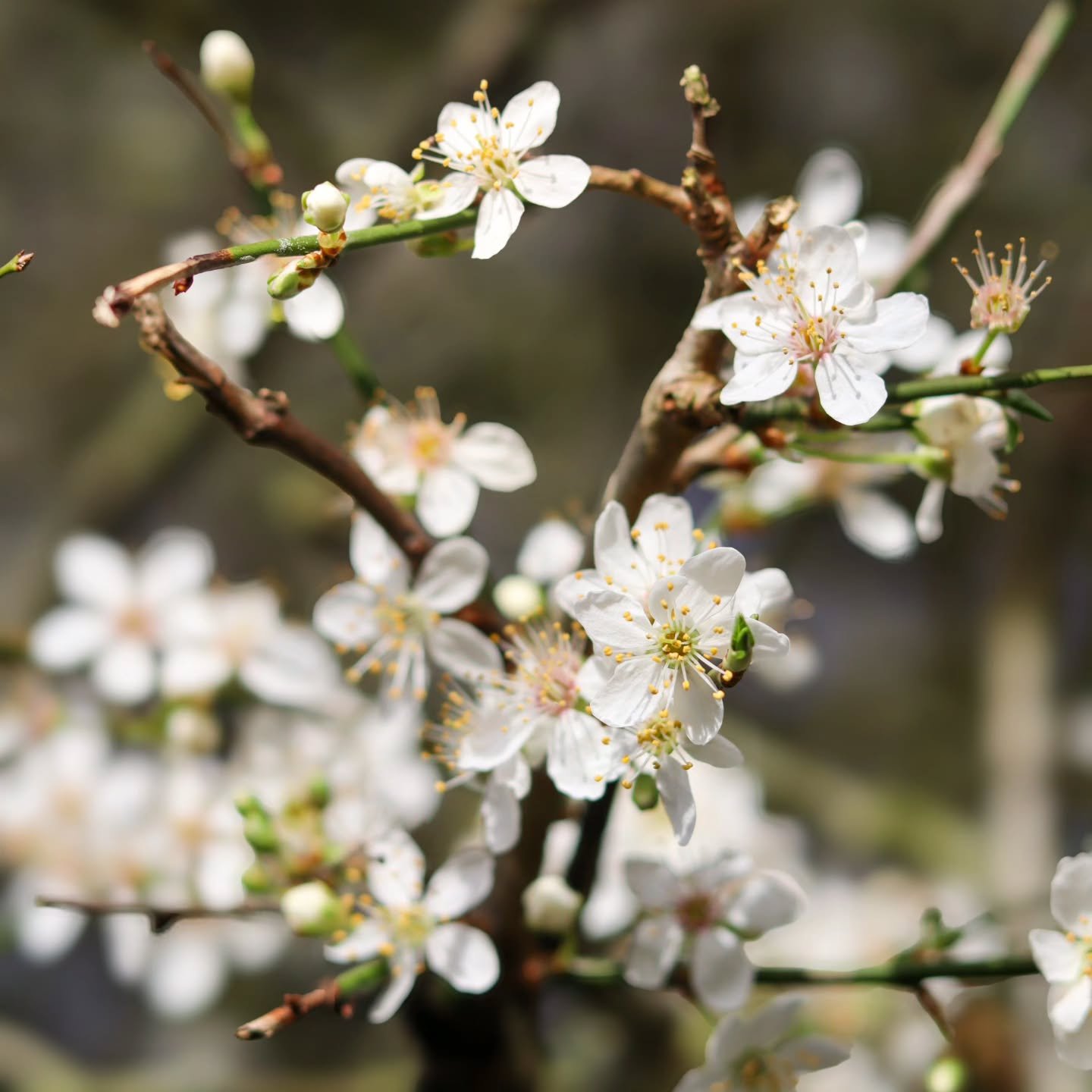 📸

📍Tree Cathedral, Milton Keynes 

Spring is near 🌸