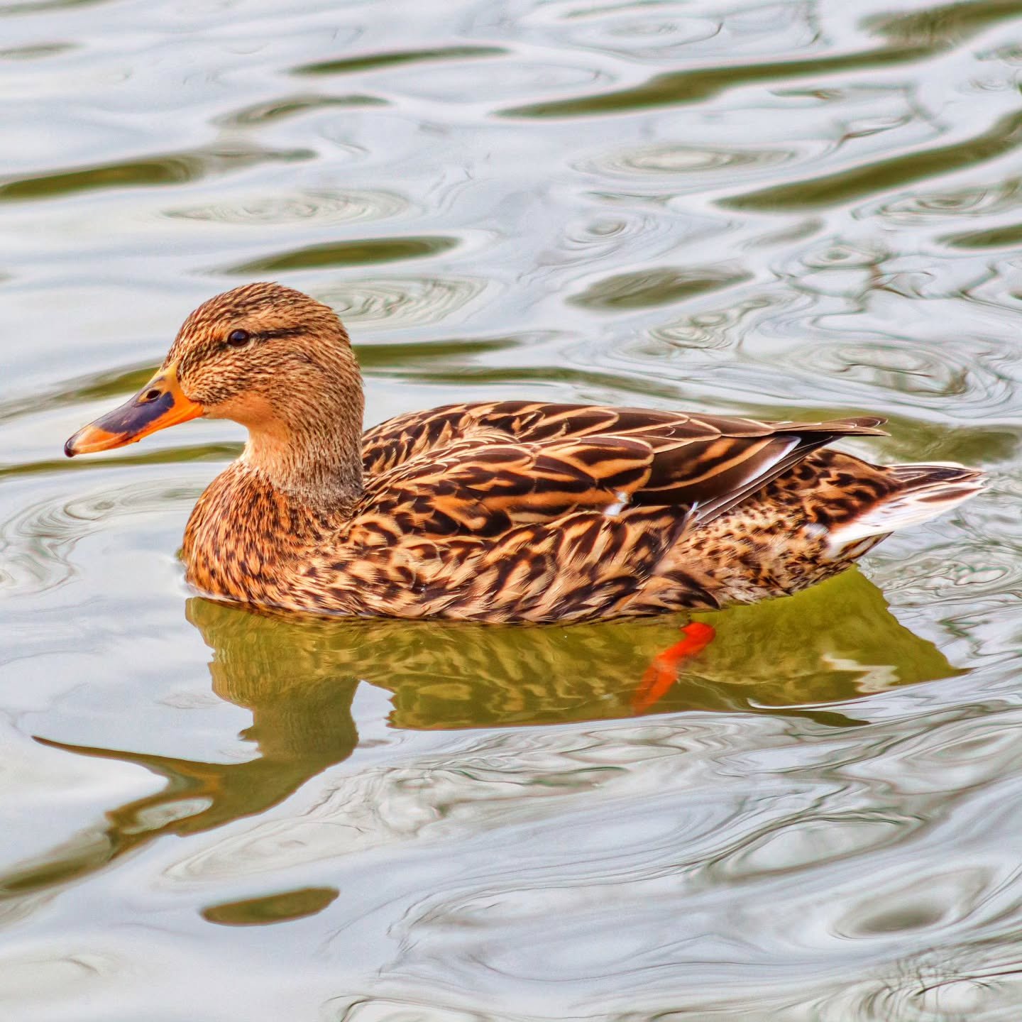 📸

📍Lodge Lake, Milton Keynes 

I'm not a wildlife photographer, but this cutie did pose for me 🦆