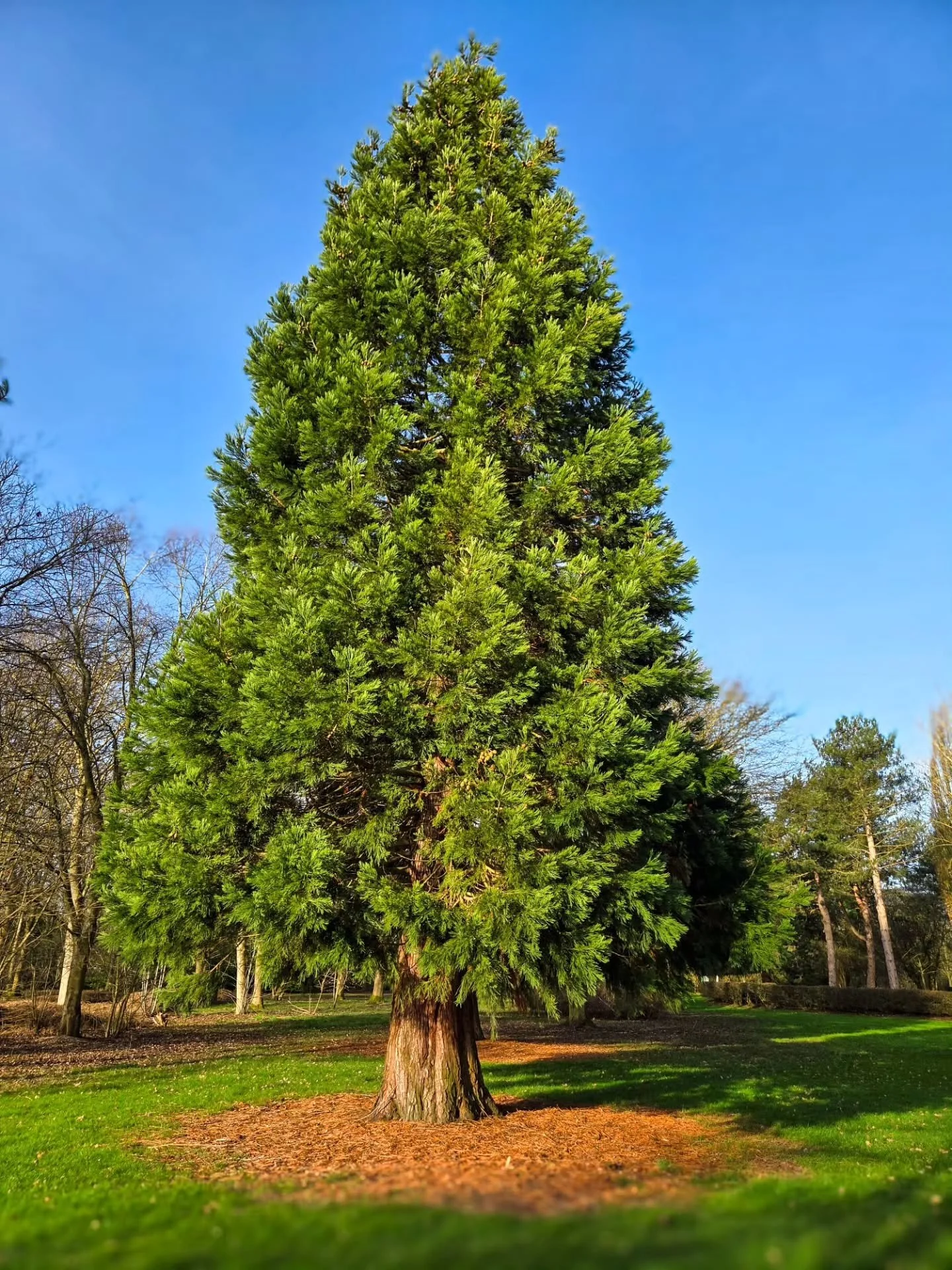 📸

📍Tree Cathedral, Milton Keynes 

Postcard perfect tree 🌲