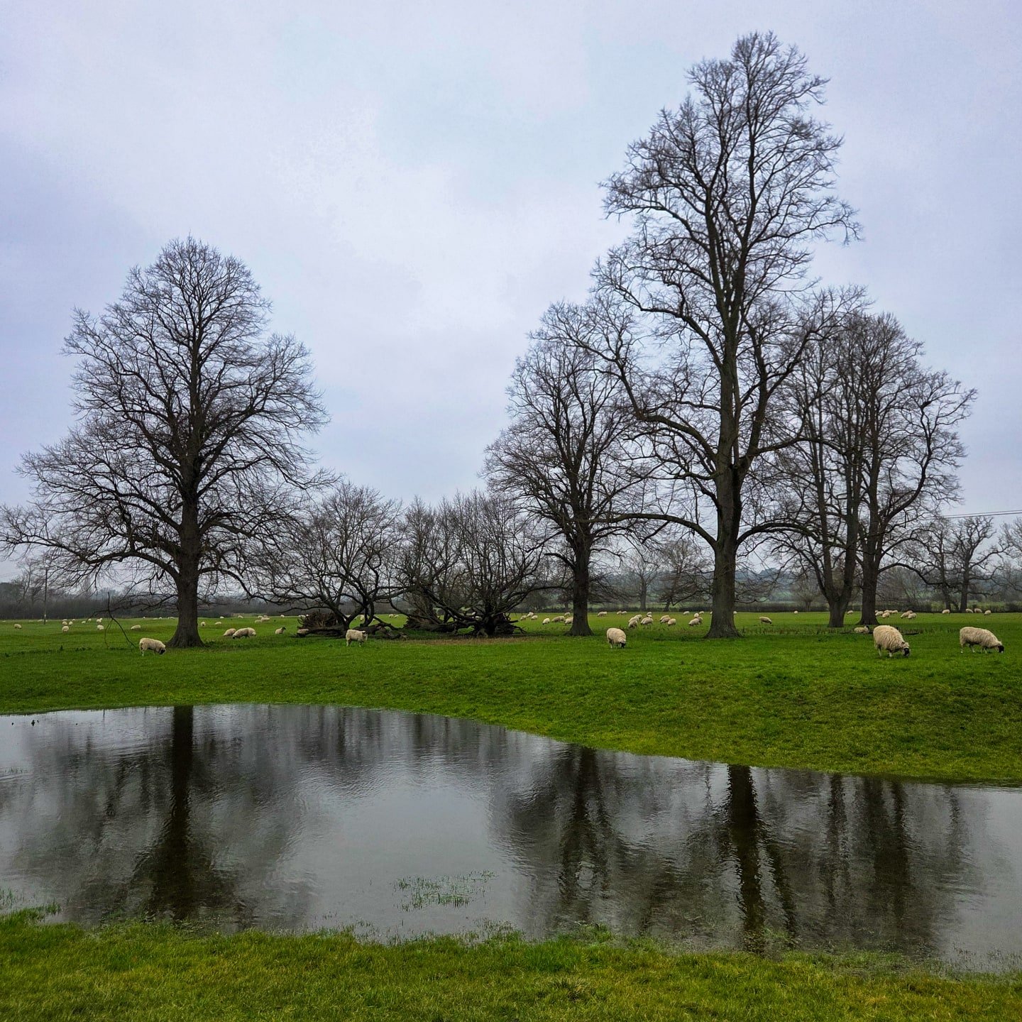 📸

📍Forest Nature Reserve, Wolverton 

Ewe wouldn&rsquo;t believe how peaceful it was 🤍