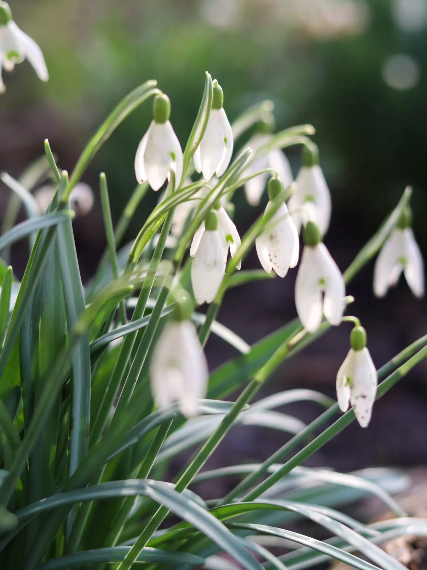 📸

📍Tree Cathedral, Milton Keynes 

Snowdrops 🤍💚