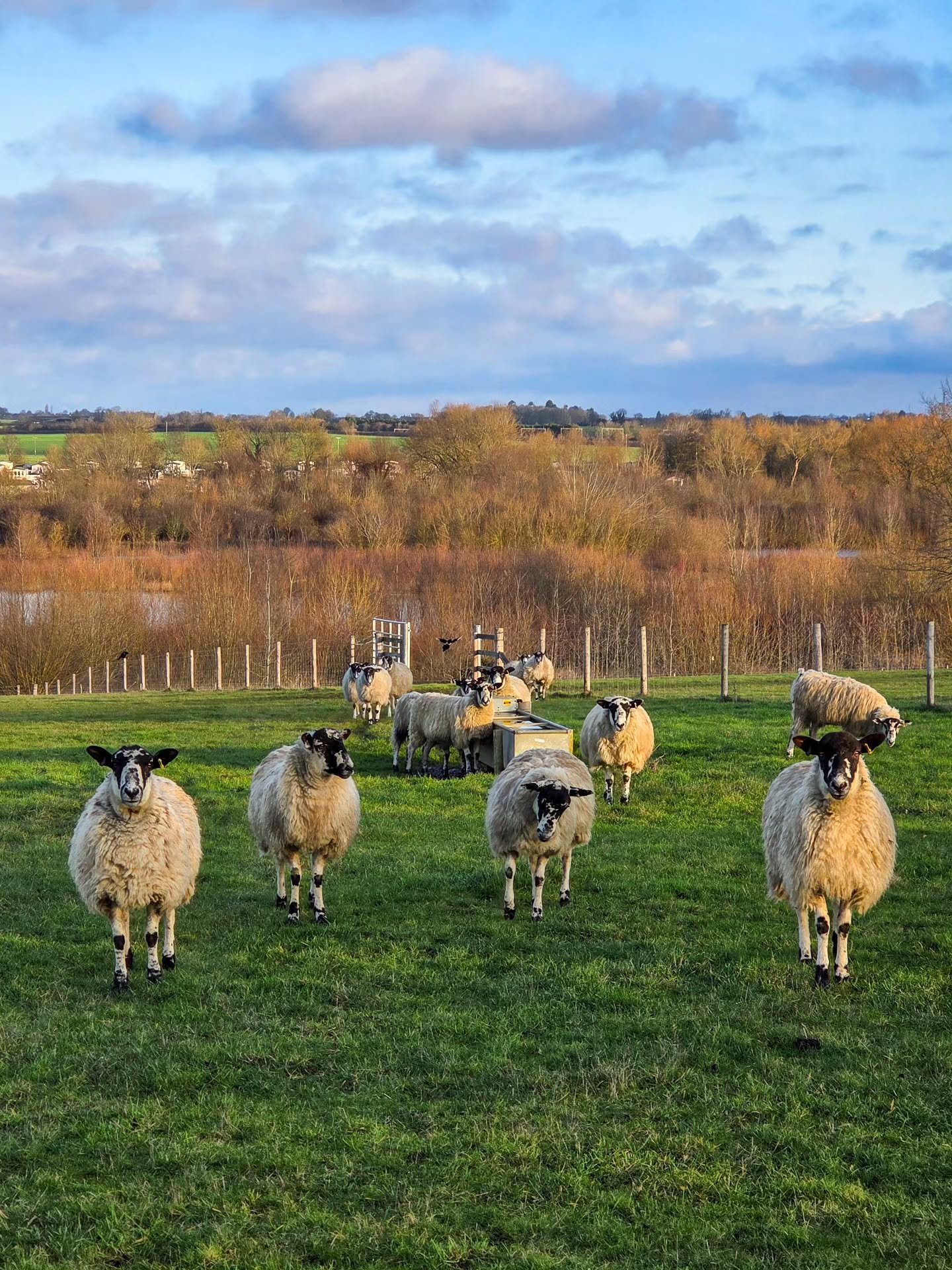 📸

📍Forest Nature Reserve, Milton Keynes 

Curious sheep 🐑