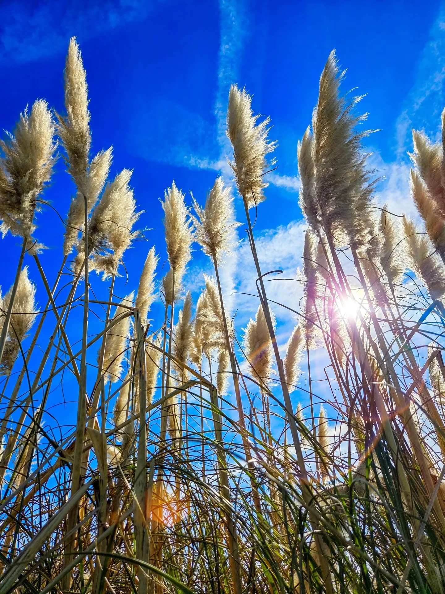 📸

📍Dunstable, Bedfordshire 

Light through the tall grass ☀️🌾