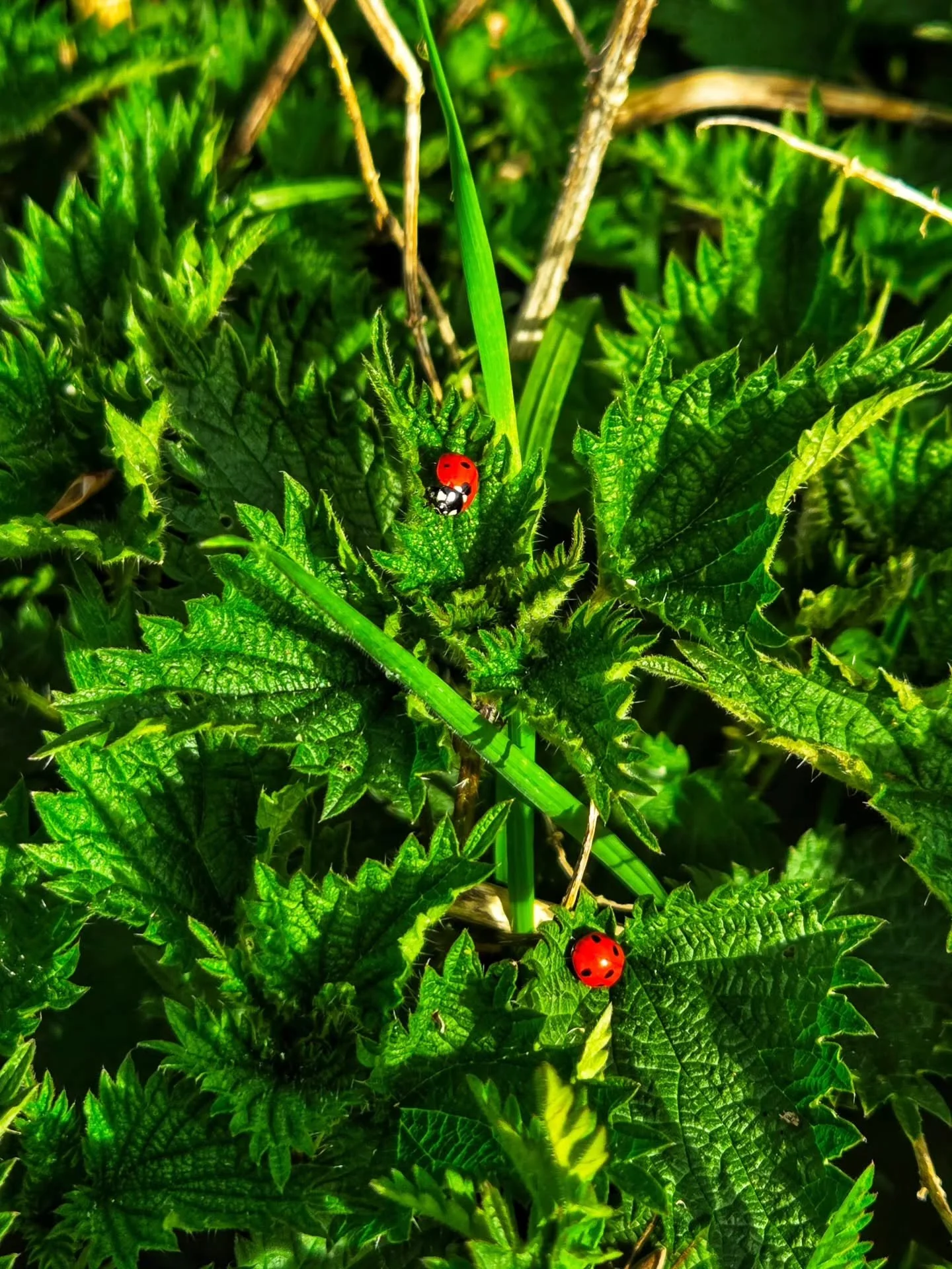 📸

📍Forest Nature Reserve, Wolverton 

Green day 💚