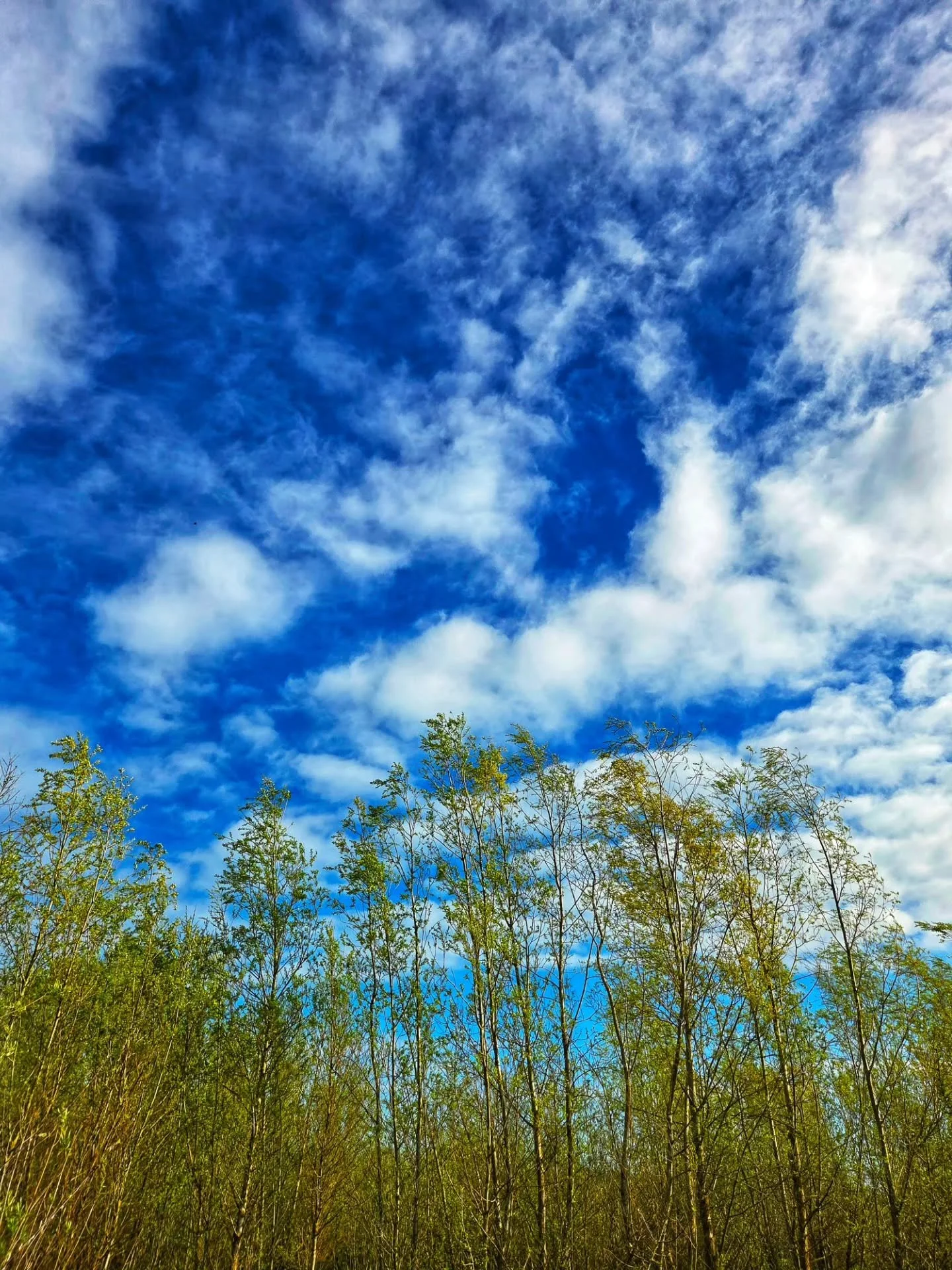📸

📍Forest Nature Reserve, Wolverton 

Beautiful sky ☁️