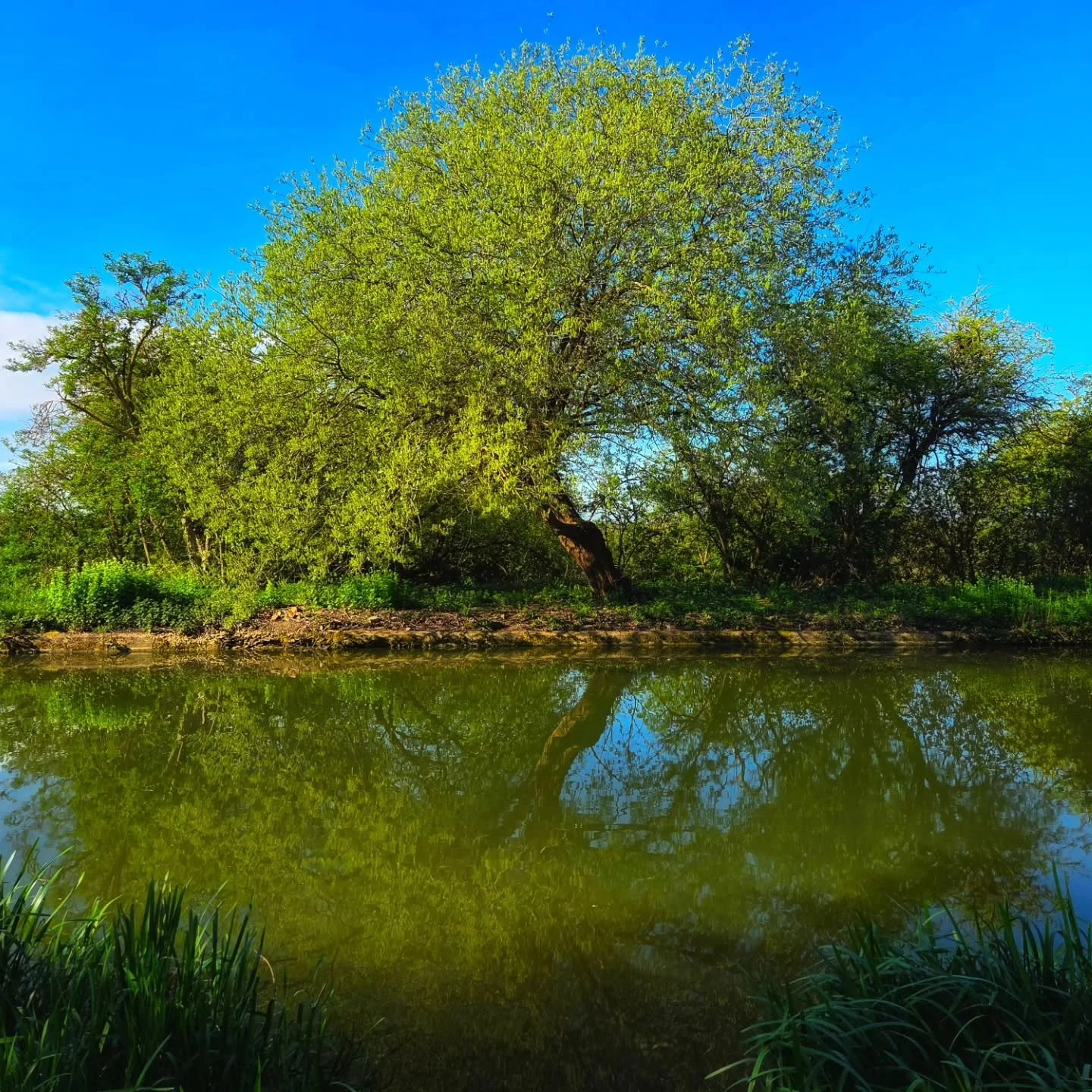📸

📍Ouse Valley Park, Milton Keynes 

Tree reflections 🌳