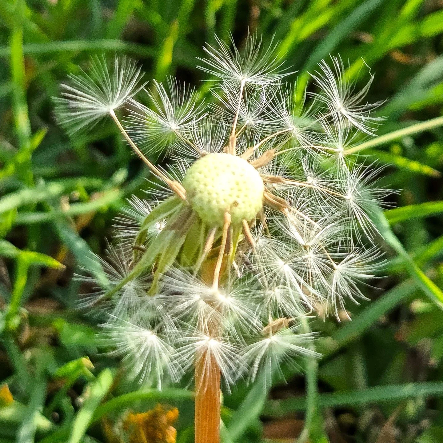 📸

📍Stanton Low Country Park, Milton Keynes 

In the sunshine 🔆