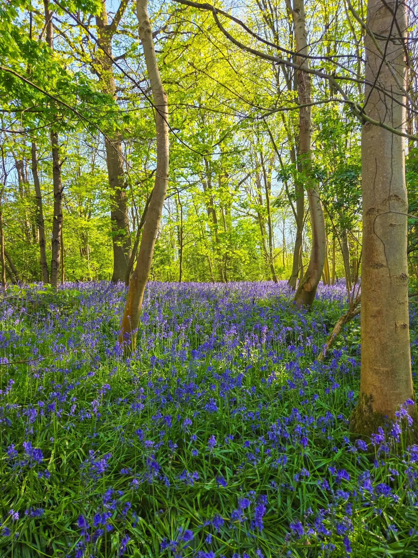 📸

📍Linslade Wood, Leighton Buzzard 

The Bluebell Woods 🪻🪻🪻
