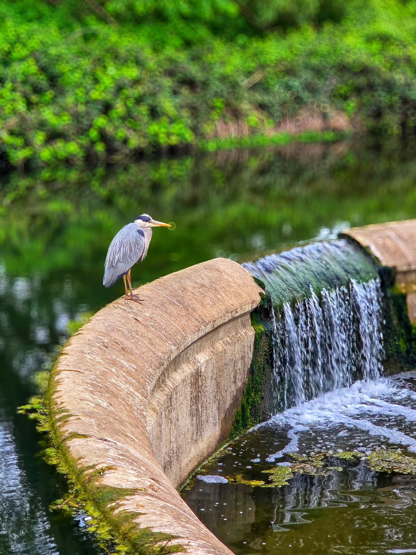 📸

📍Lodge Lake, Milton Keynes 

Heron spotting 💚