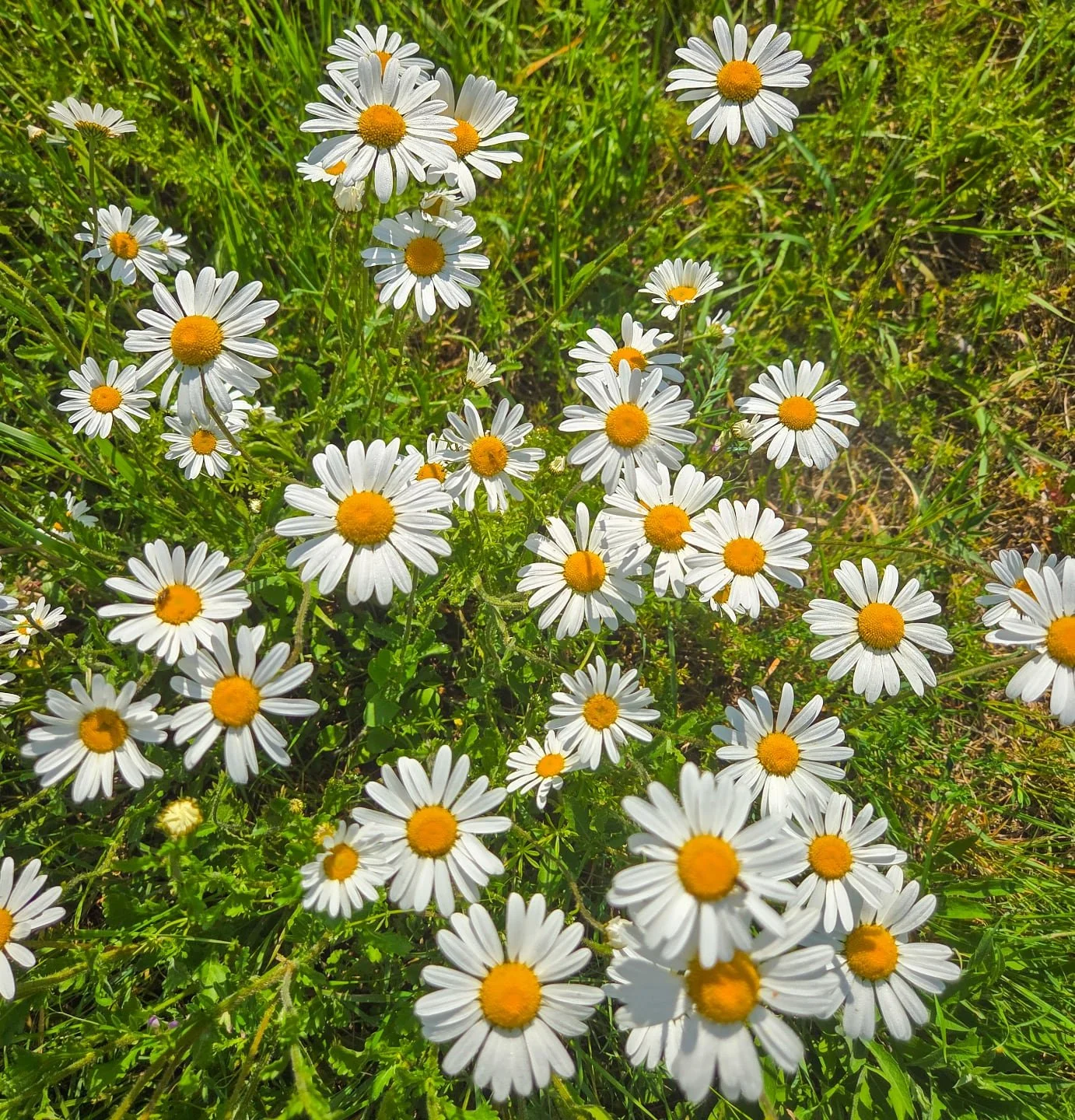 📸

📍Stonepit Fields, Milton Keynes 

Pretty daisies 🌼🌼🌼