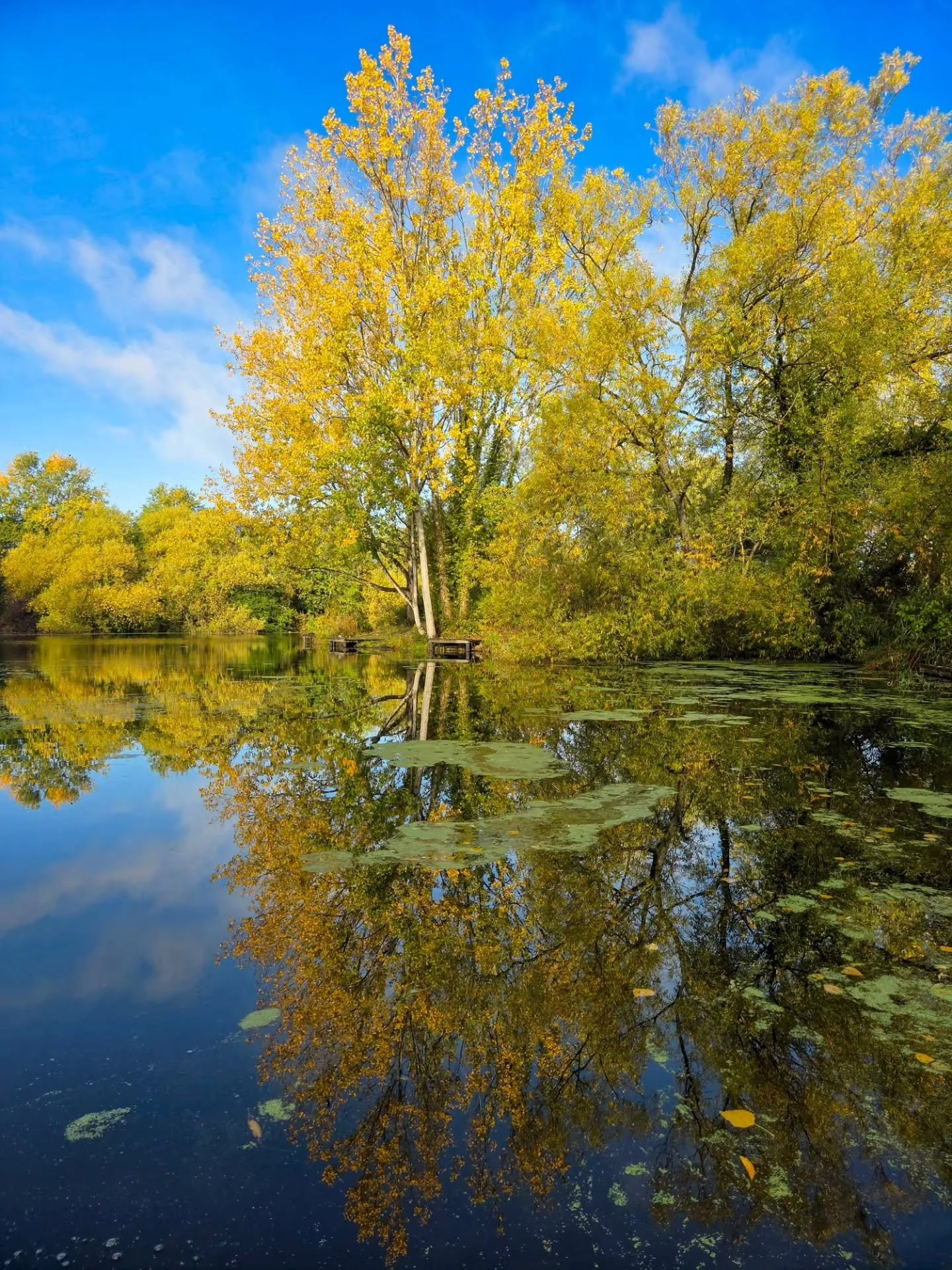 📸

📍Lodge Lake, Milton Keynes 

Golden beauty 💛