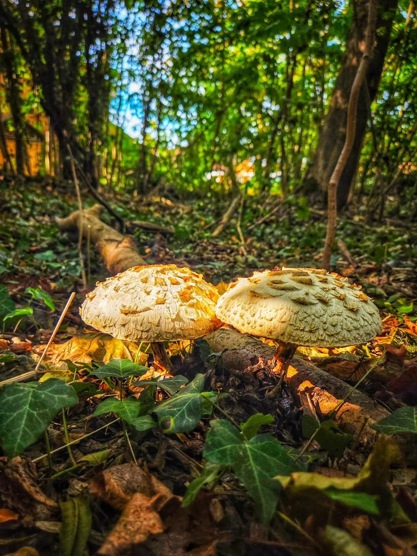 📸

📍Milton Keynes, Buckinghamshire 

Little beauties 🍄&zwj;🟫🍄&zwj;🟫🍄&zwj;🟫