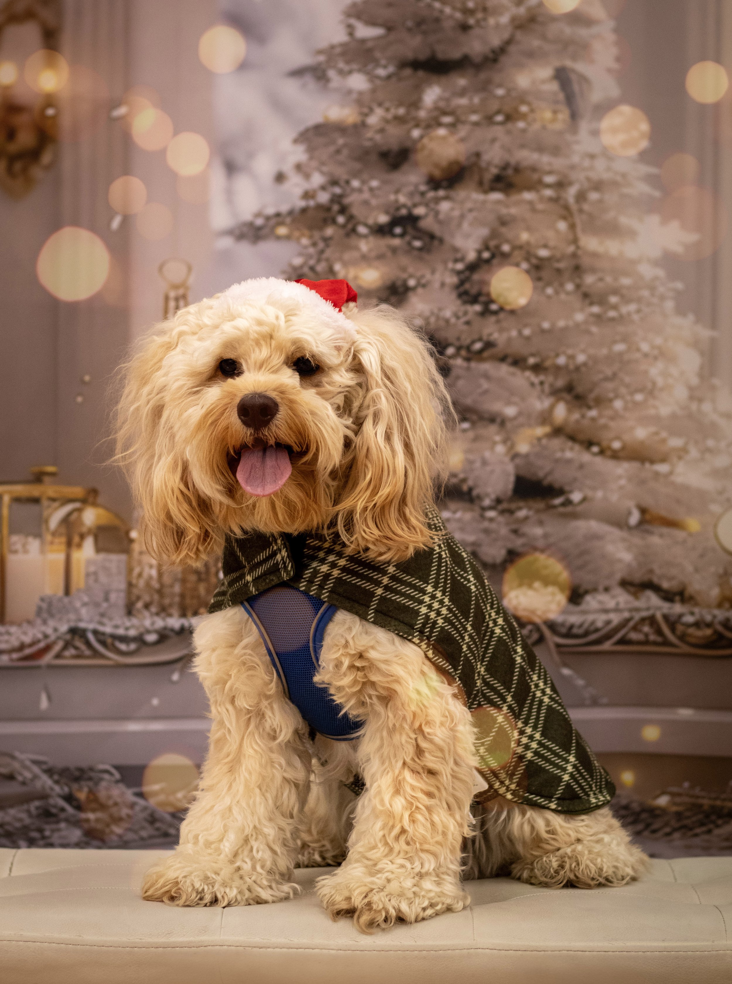 A fluffy cream-colored dog with curly fur wearing a red Santa hat, a black and white plaid cape, and a blue harness, sitting on a bench in front of a Christmas tree backdrop.