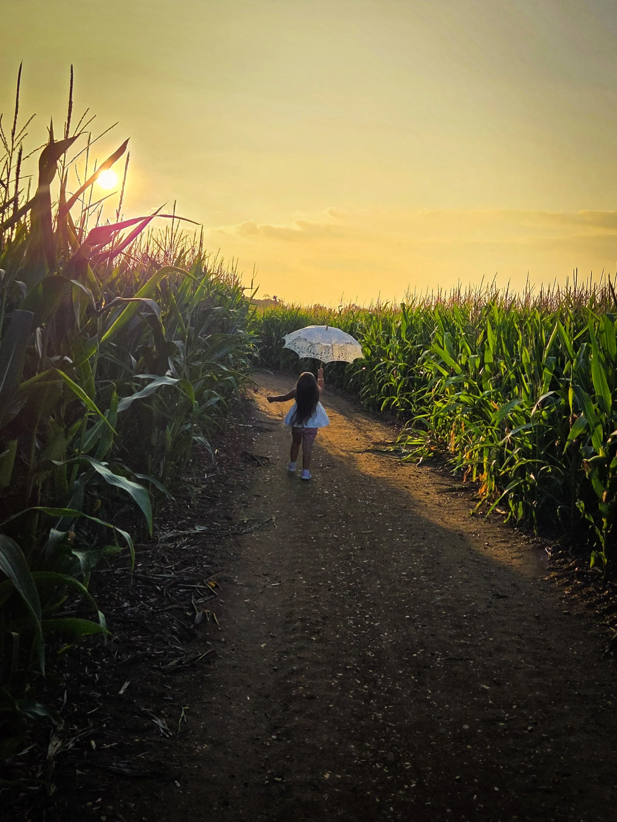 A young girl walking down a dirt path through a cornfield during sunset, holding a white lace umbrella.