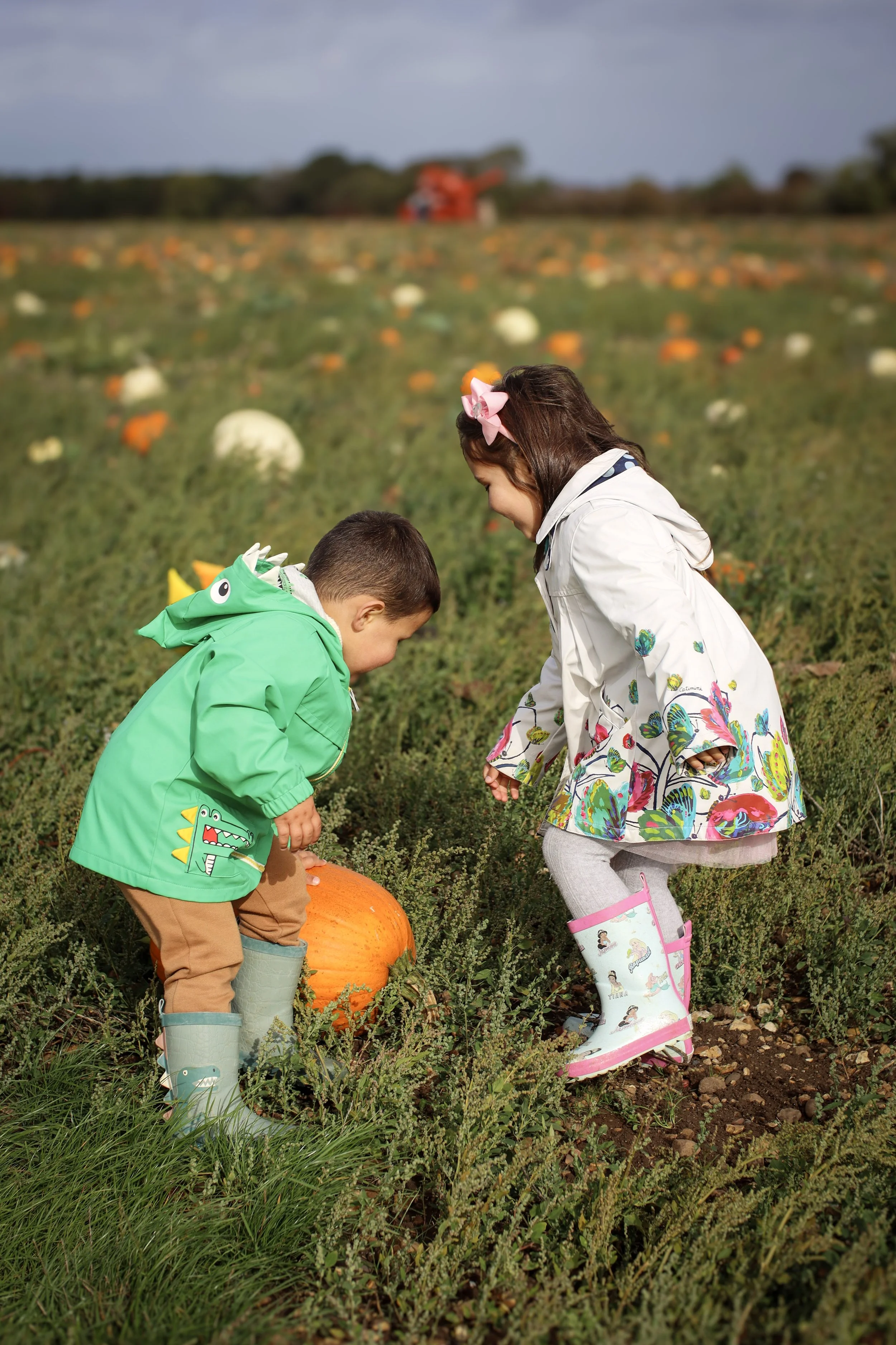Two children, a boy and a girl, are in a pumpkin patch, inspecting a large pumpkin on the ground. The boy is wearing a green jacket with a dinosaur design and rain boots, while the girl is wearing a white floral coat and rain boots. Pumpkin patches extend into the distance with various pumpkins on the ground, and a farm vehicle is visible in the background under a cloudy sky.