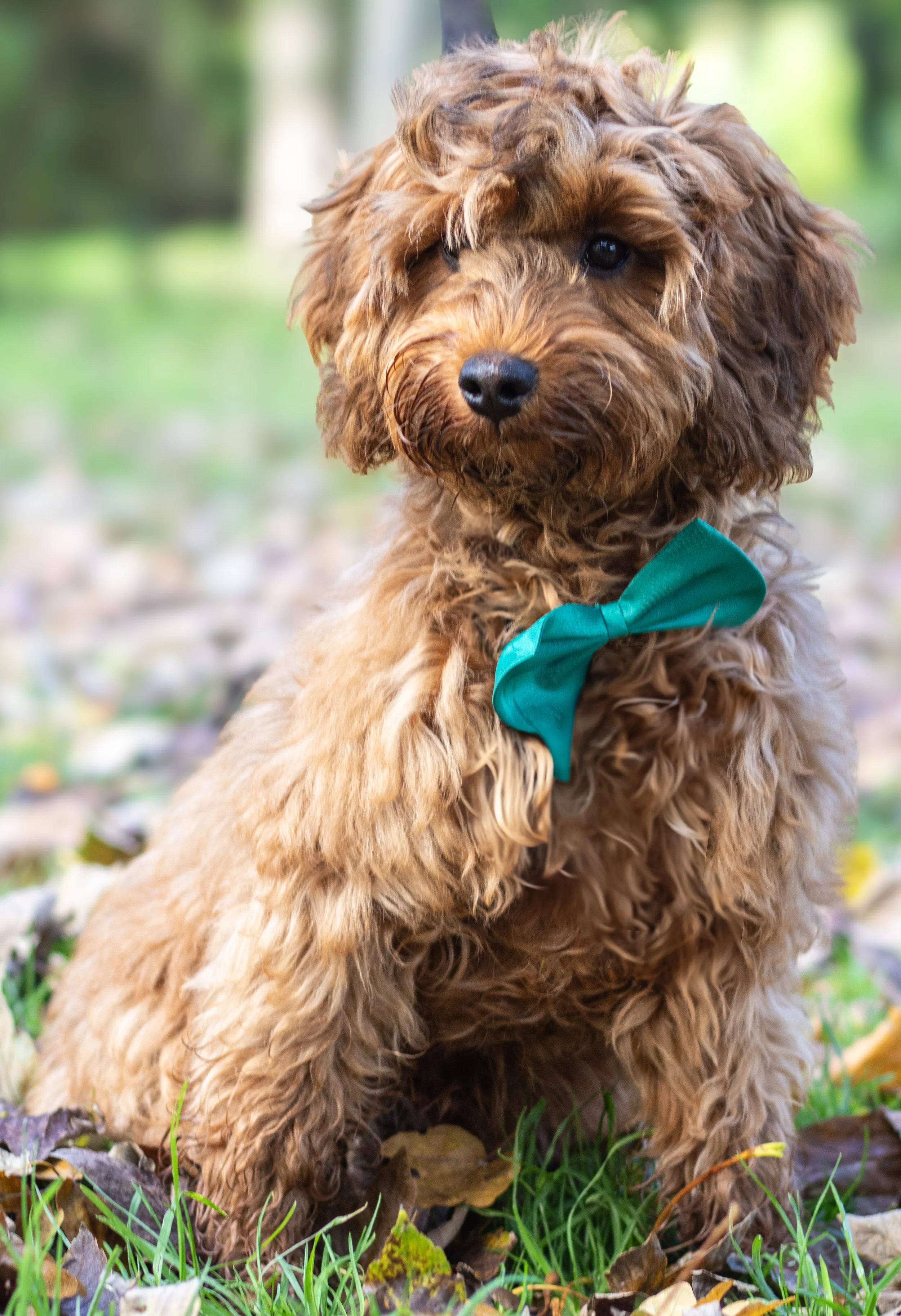 A cute, curly-haired brown puppy with a teal bow tie sitting on fallen leaves in a grassy area outdoors.