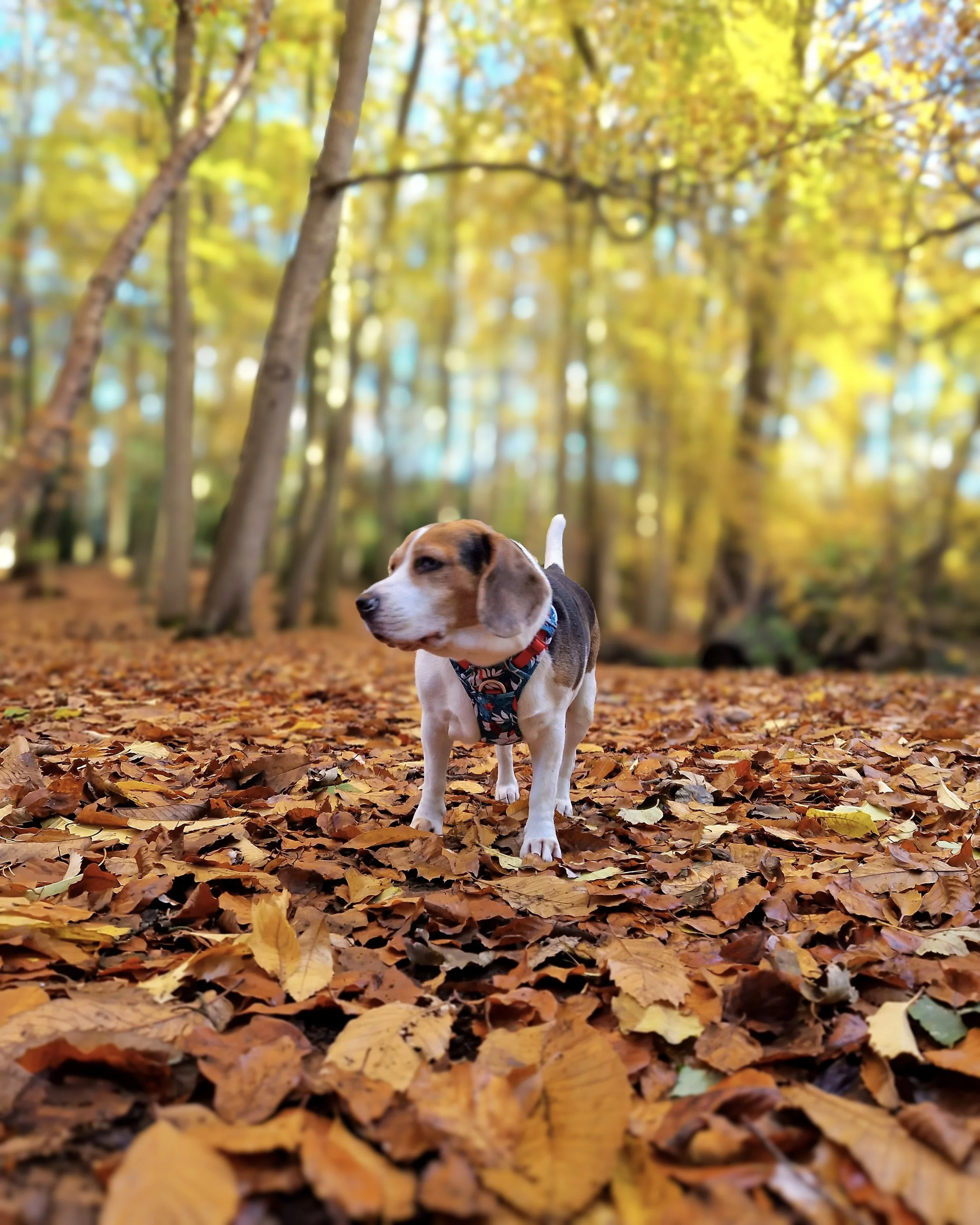 A beagle puppy standing on a bed of fallen autumn leaves in a forest with yellow foliage.