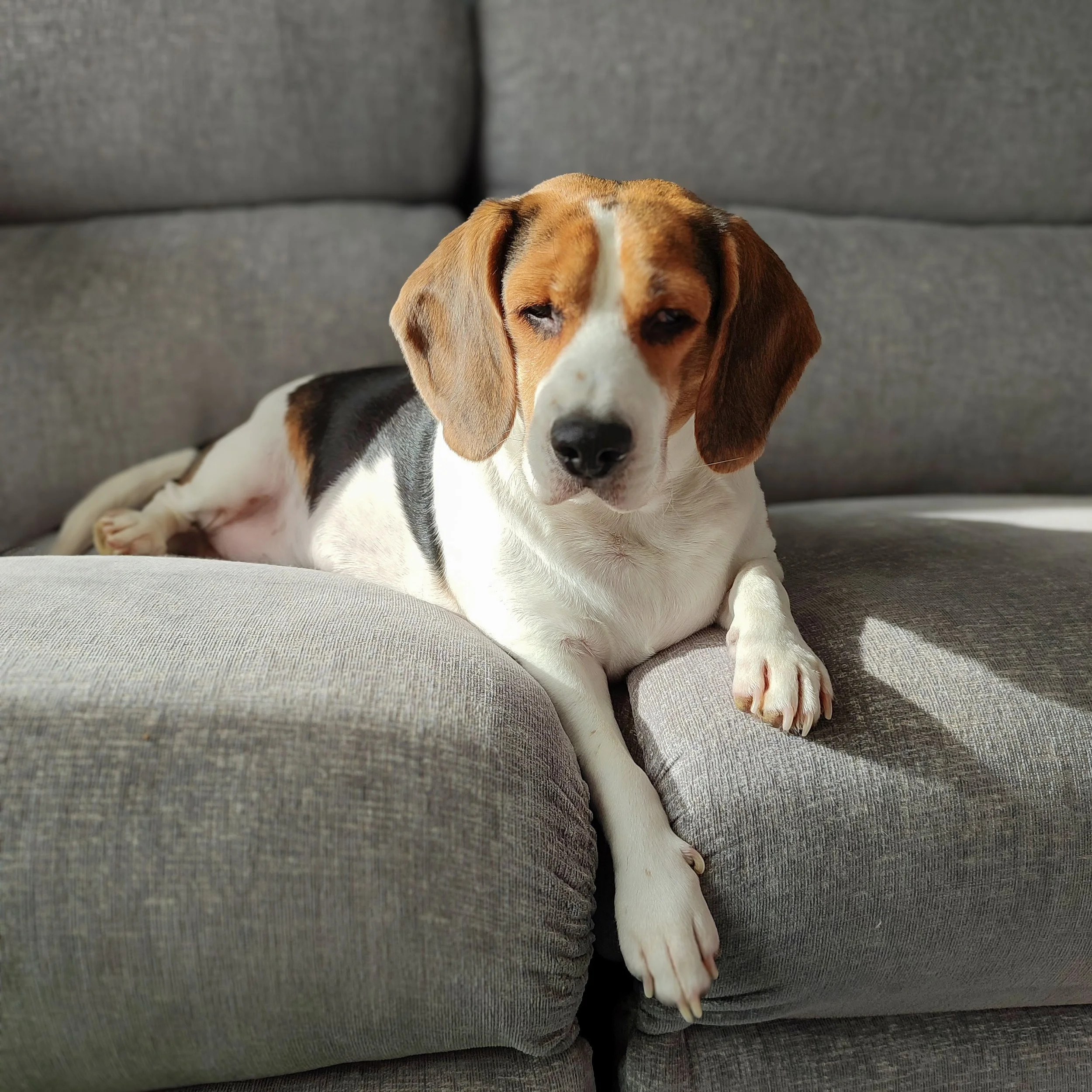 A beagle dog lying on a gray sofa, partially in sunlight, with a relaxed expression.