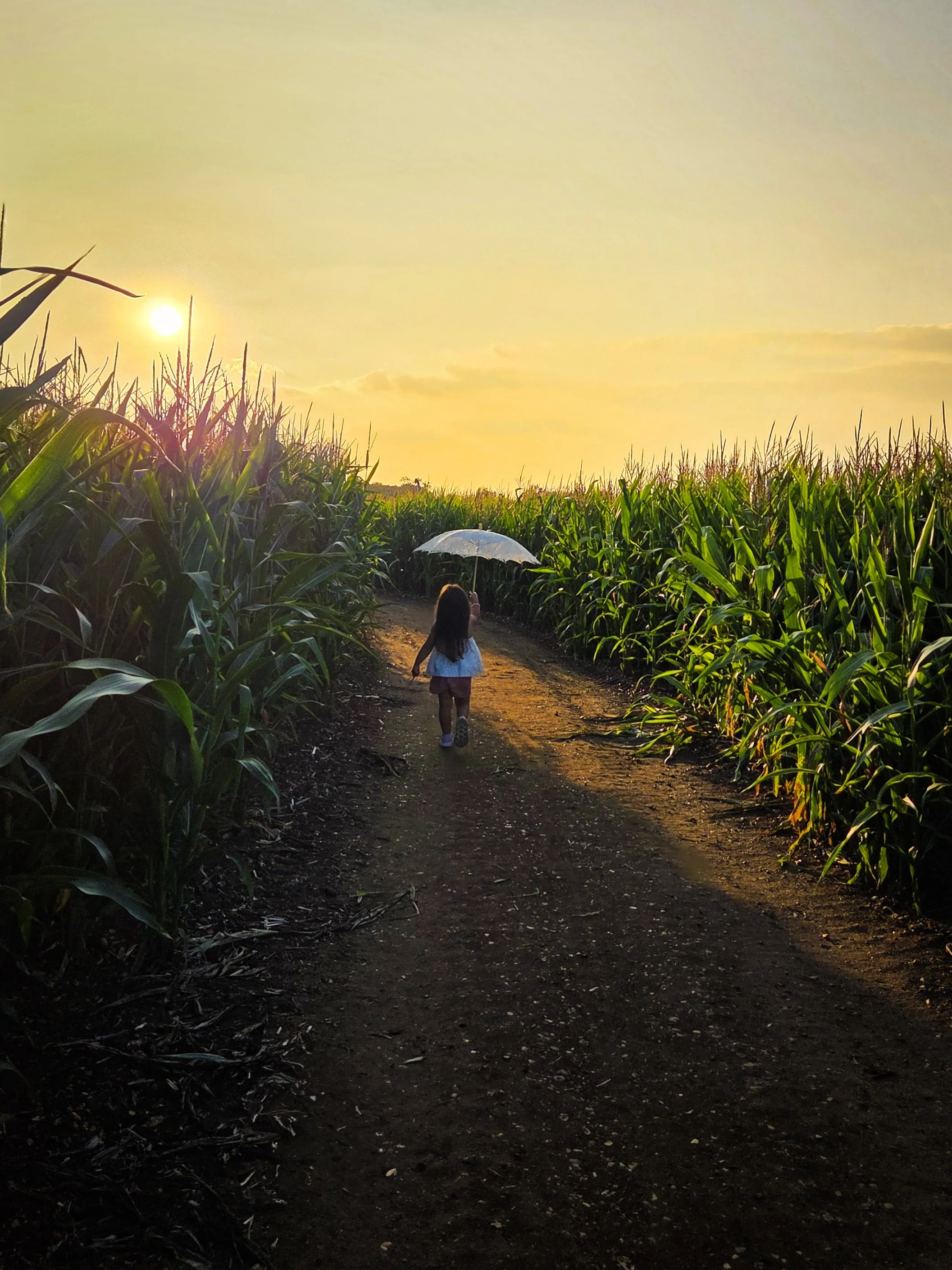 A young girl walking along a dirt path between tall green corn plants during sunset, carrying a white umbrella.