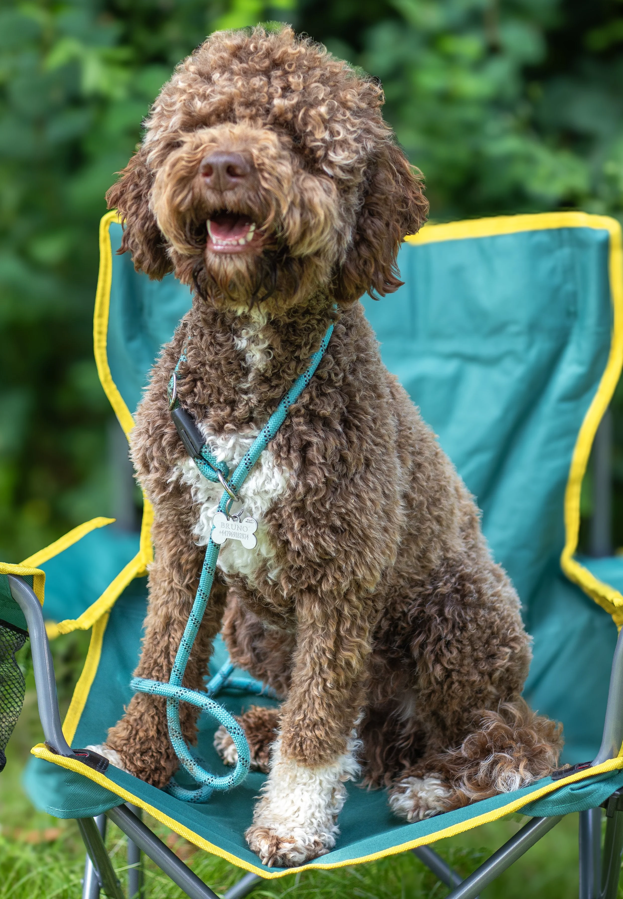 A curly-haired brown and white dog sitting on a blue camping chair outdoors with green foliage in the background.