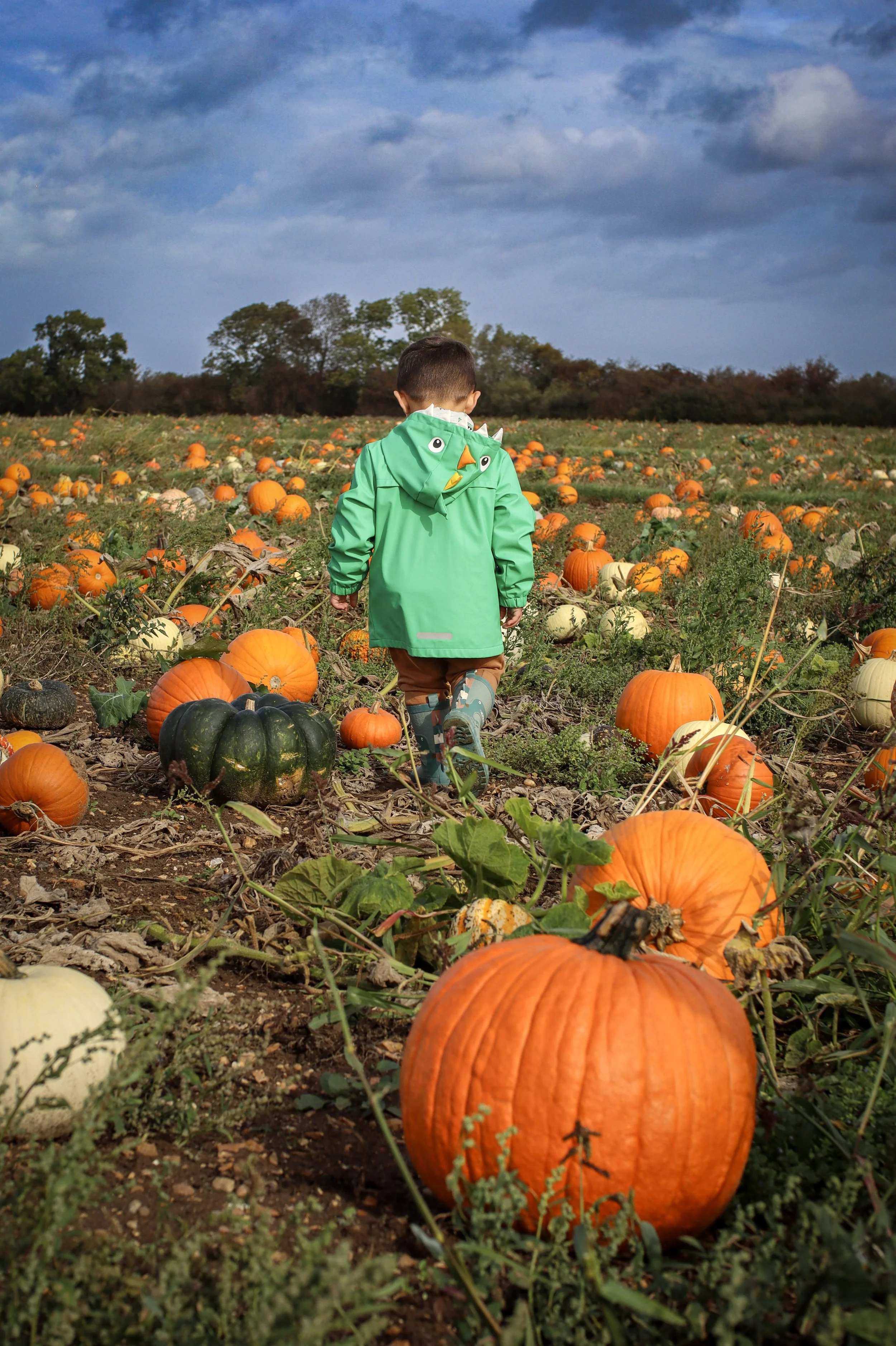 A young boy walking through a pumpkin patch surrounded by orange, white, and green pumpkins on a cloudy day.