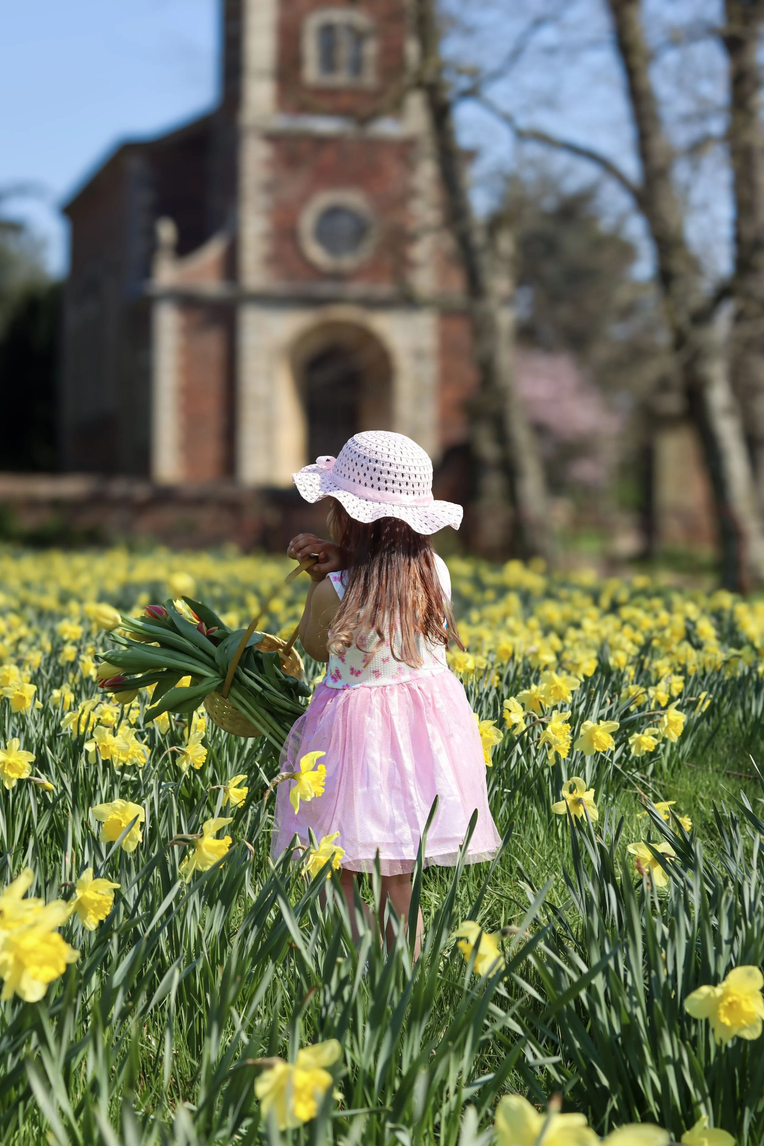 A young girl in a pink dress and white sun hat with a bow is standing in a field of yellow flowers, holding a basket of tulips, with a large, old brick church and trees in the background.