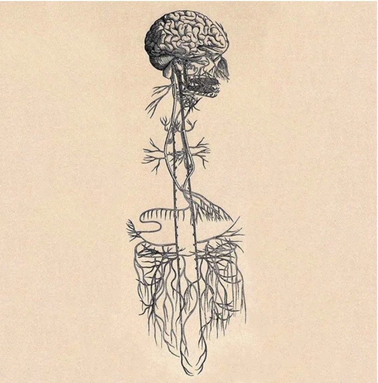 An illustration of a human brain connected to nerves and parts of the human body.