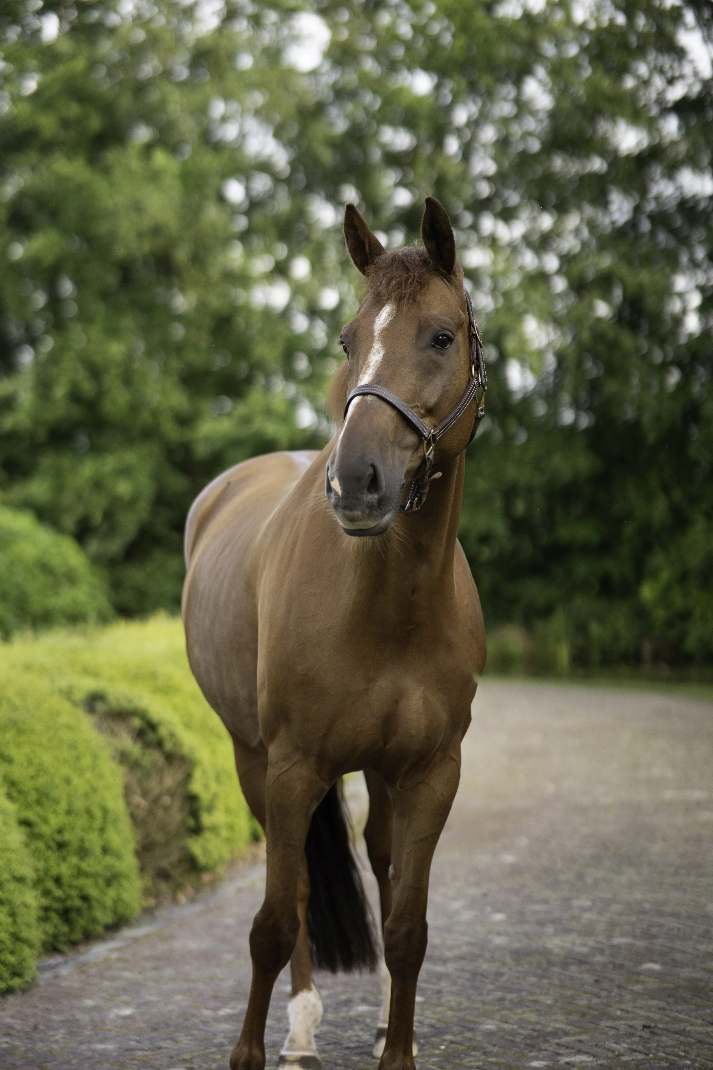 DSC01998 kopie-bewerkt.jpg