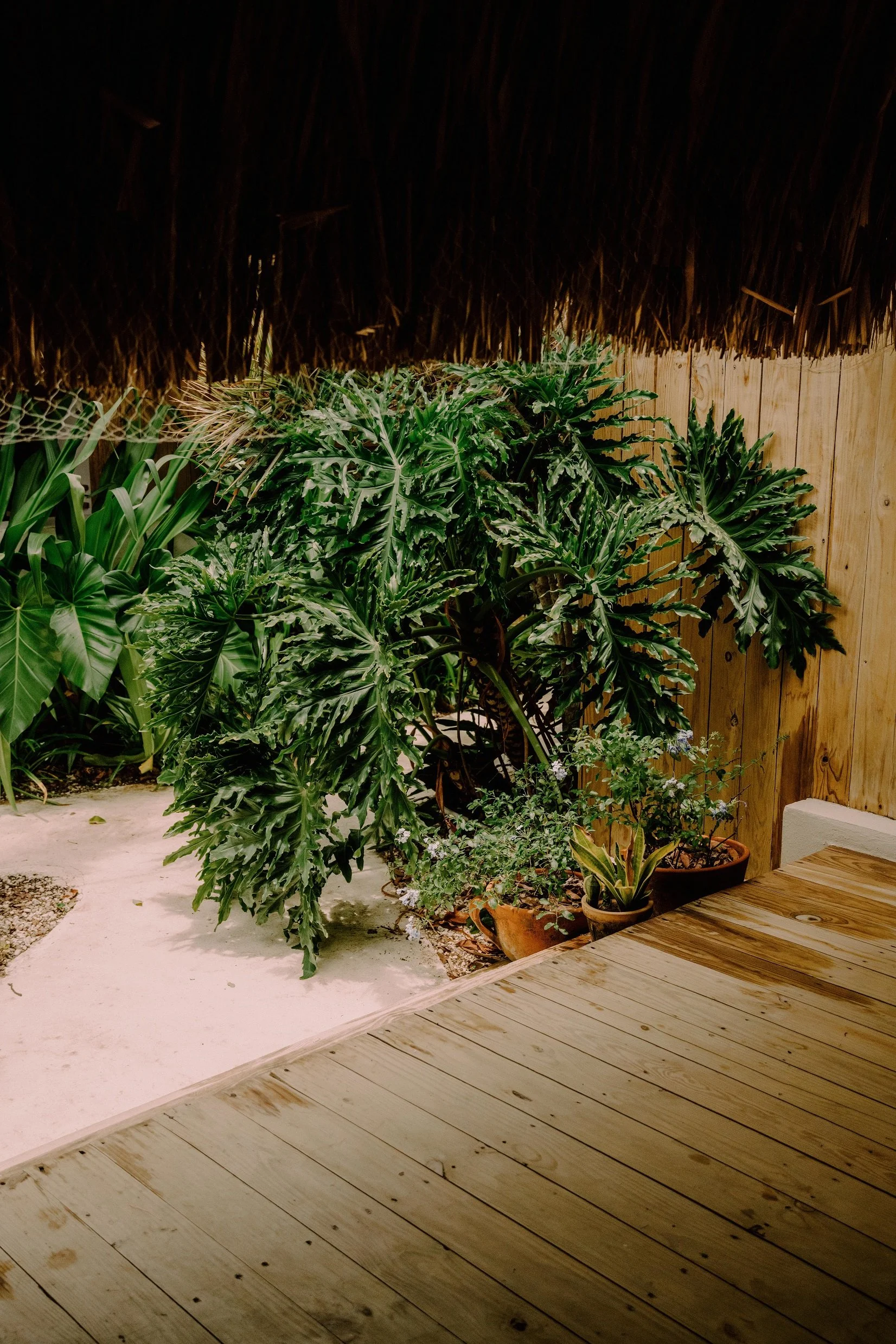 Jardín interior con plantas grandes y pequeñas, maderas claras en el suelo y paredes de madera, techo de paja