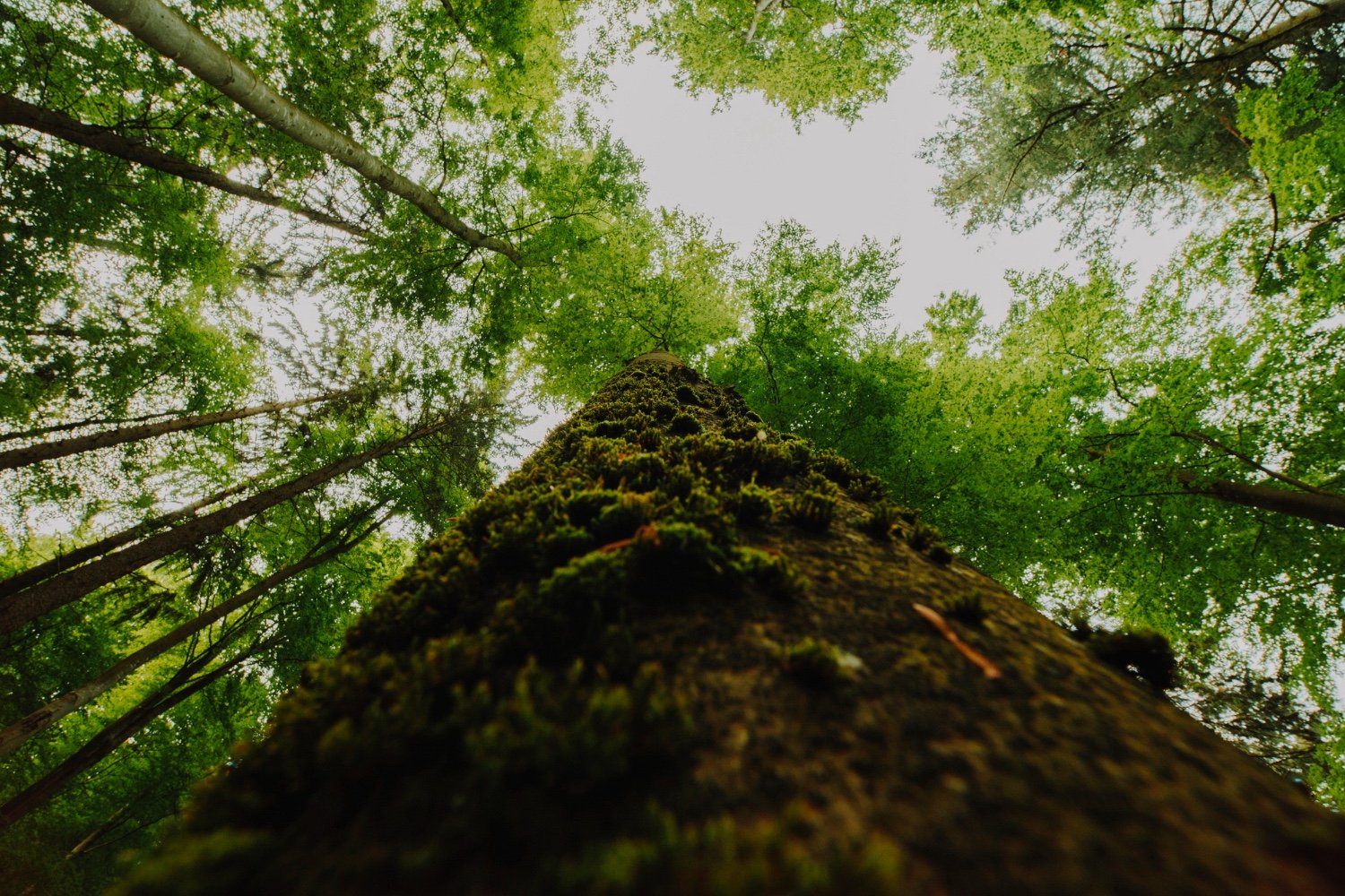 Looking up at a tall moss-covered tree trunk in a lush green forest.