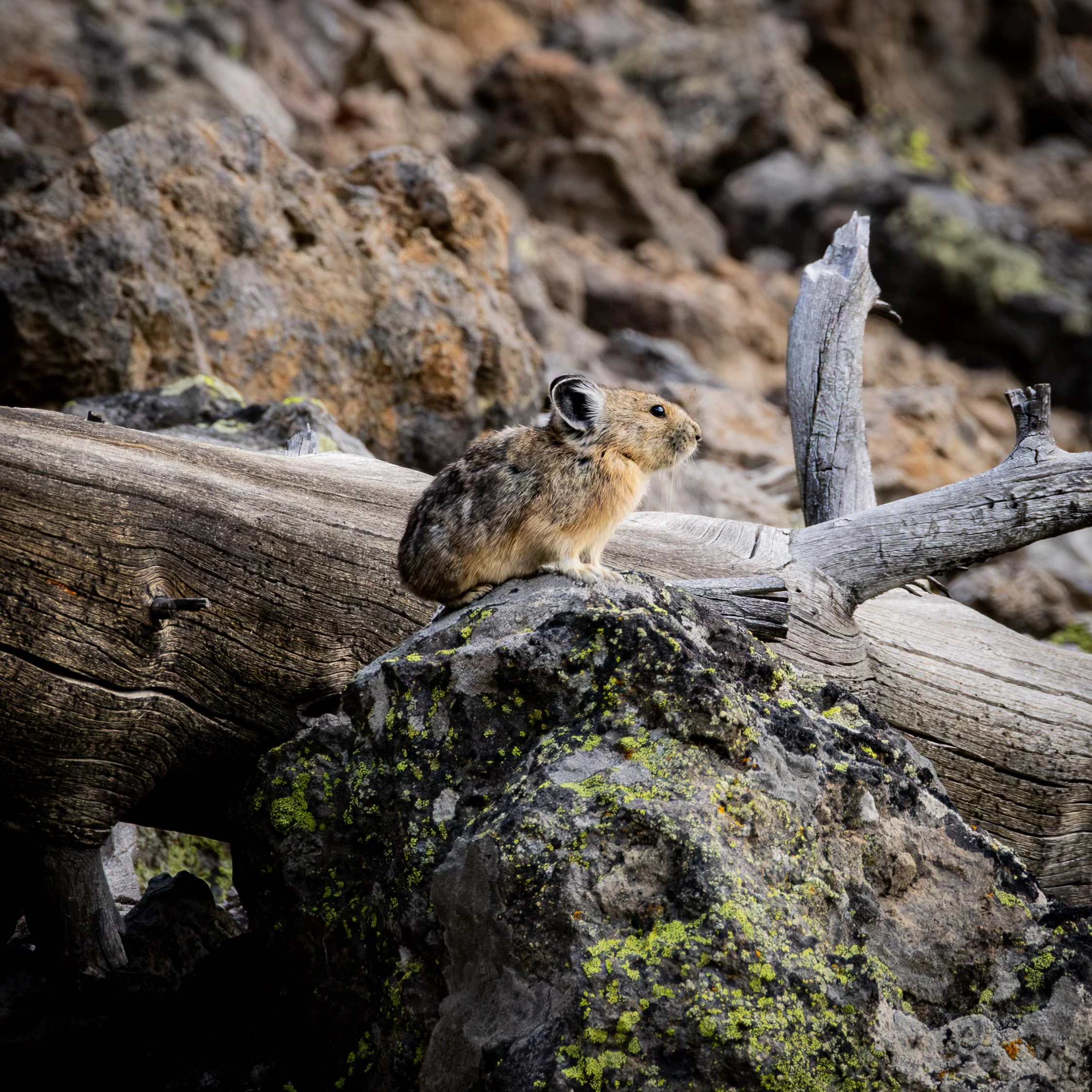 American Pika