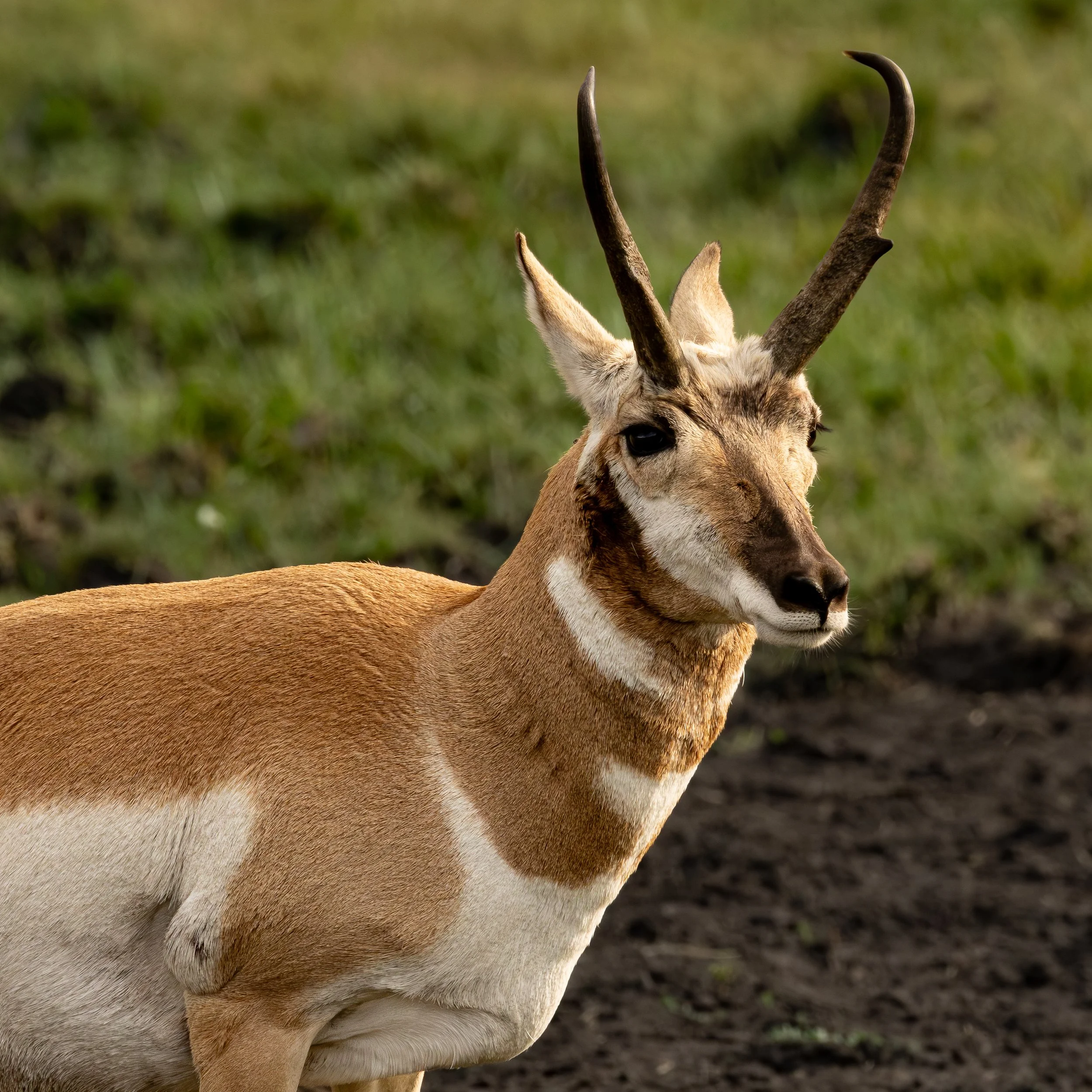 Pronghorn