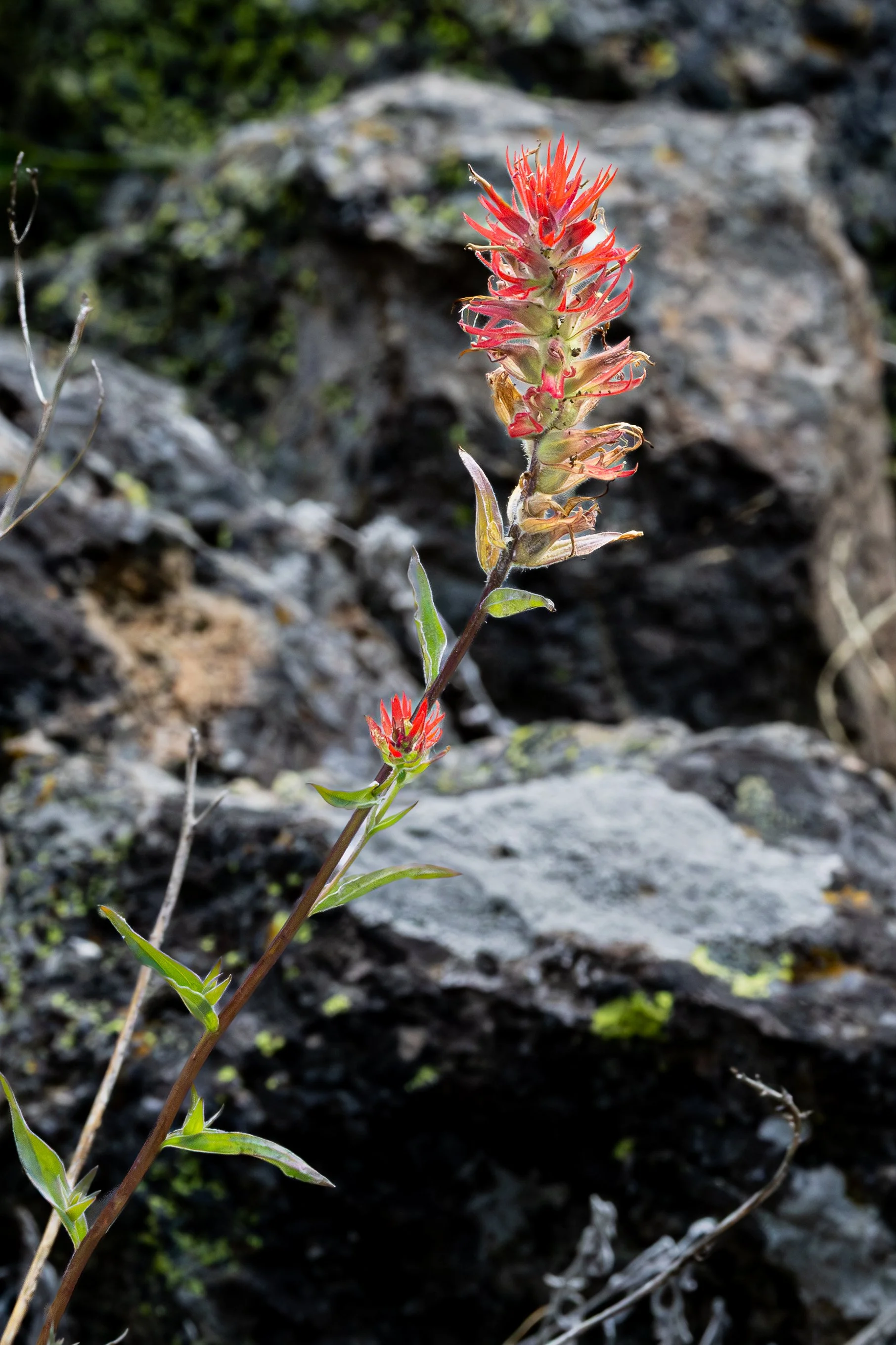 Wyoming Paintbrush