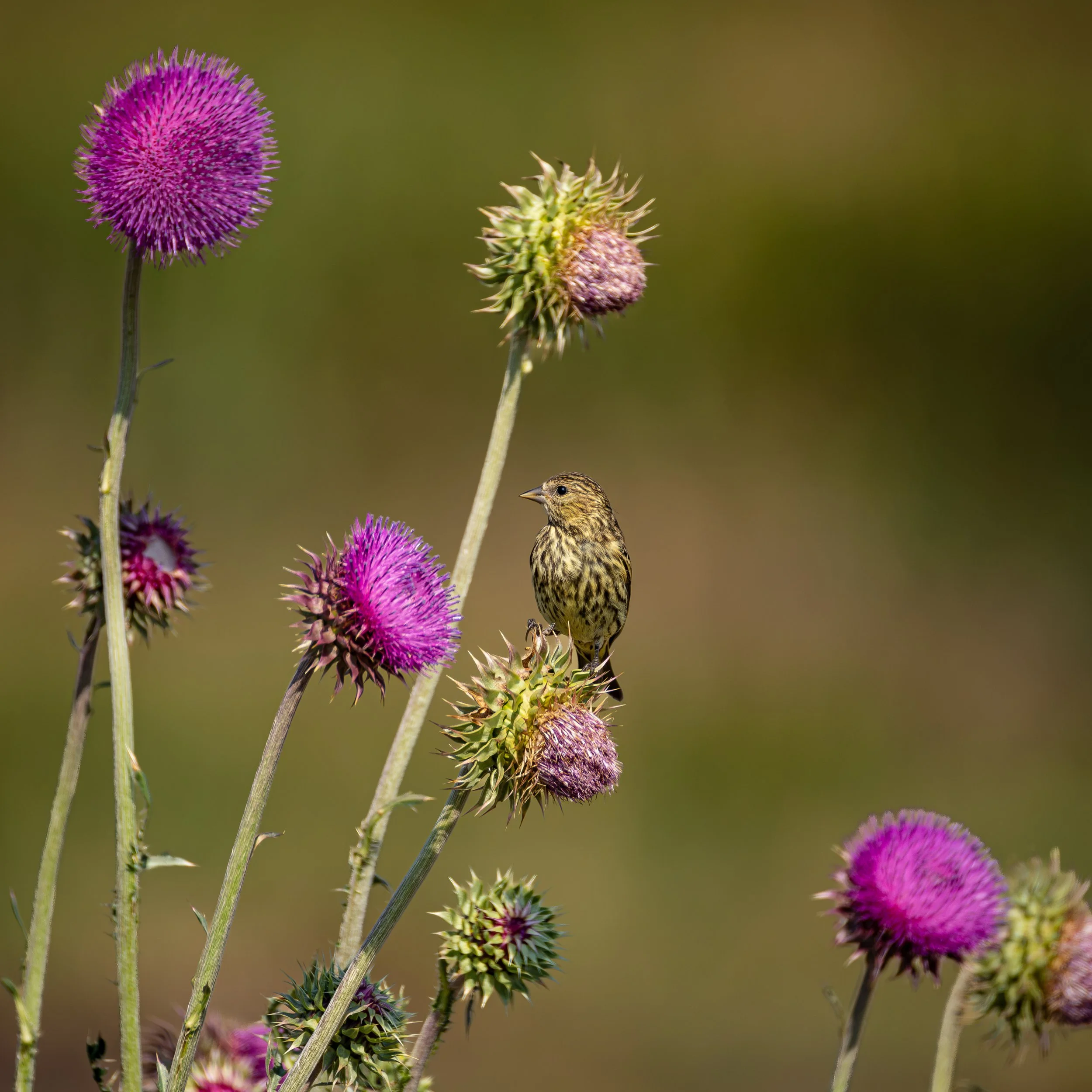Pine Siskin on Burdock