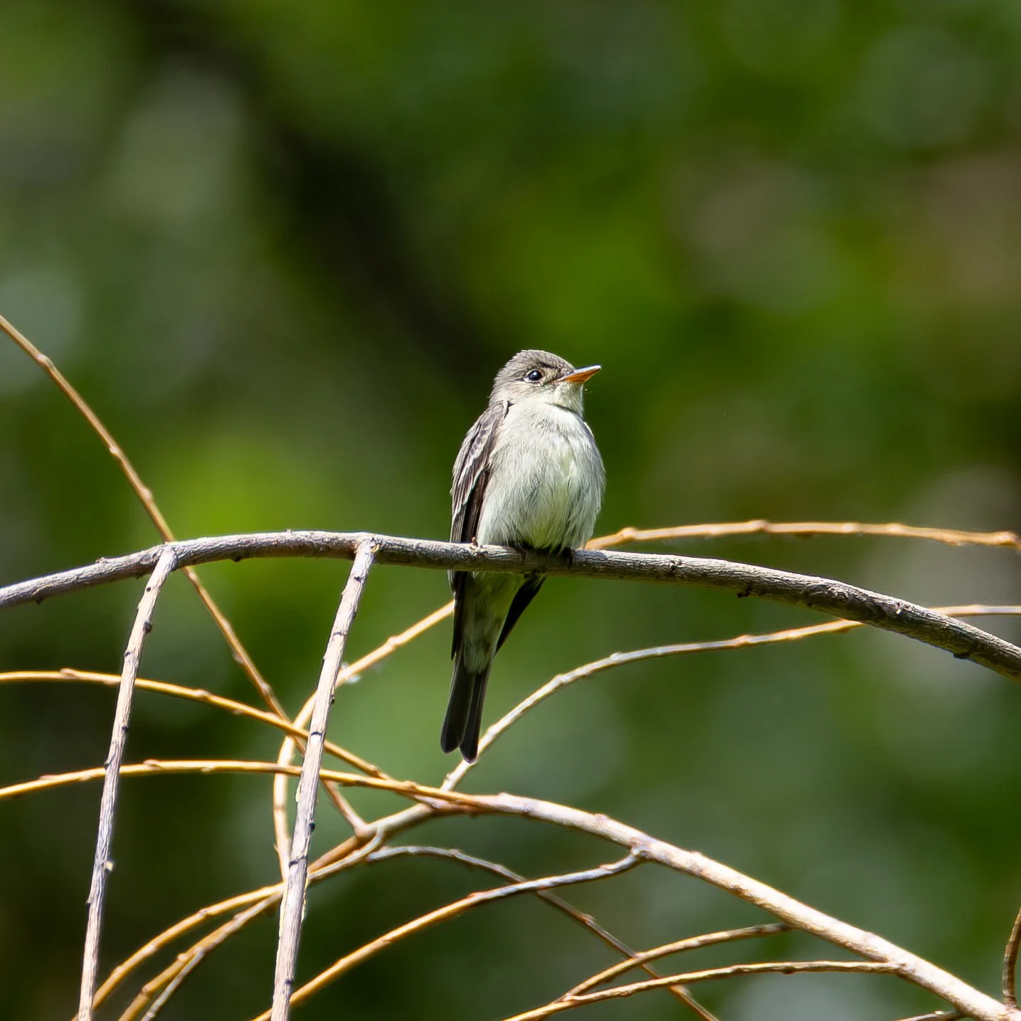 Eastern Wood Pewee 