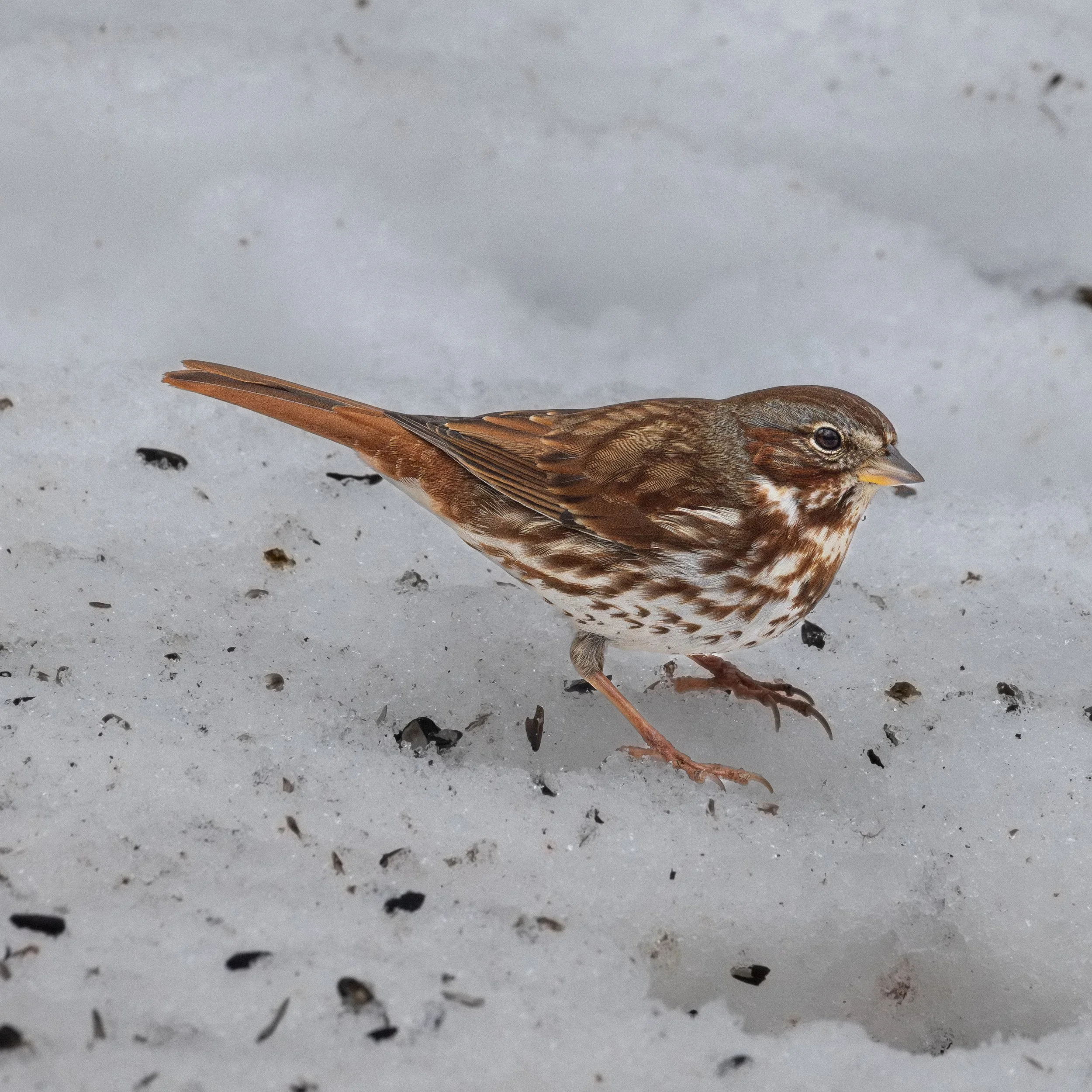 Fox Sparrow