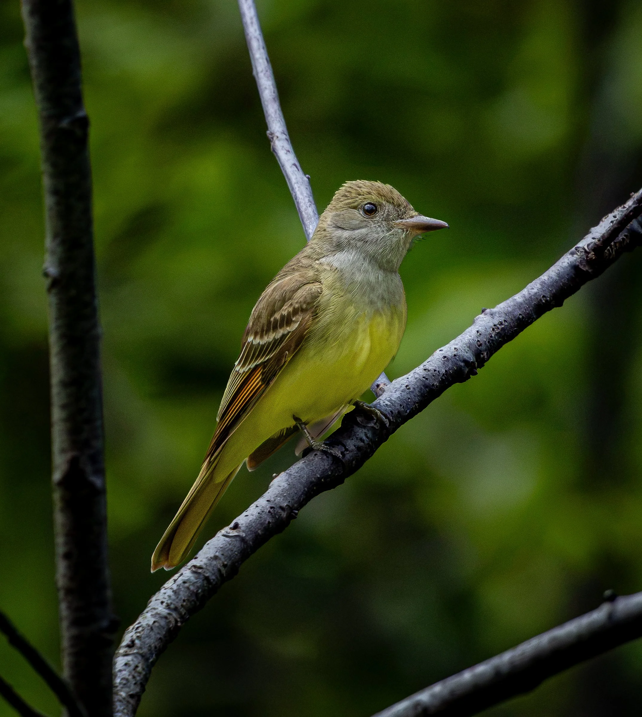 Great Crested Flycatcher
