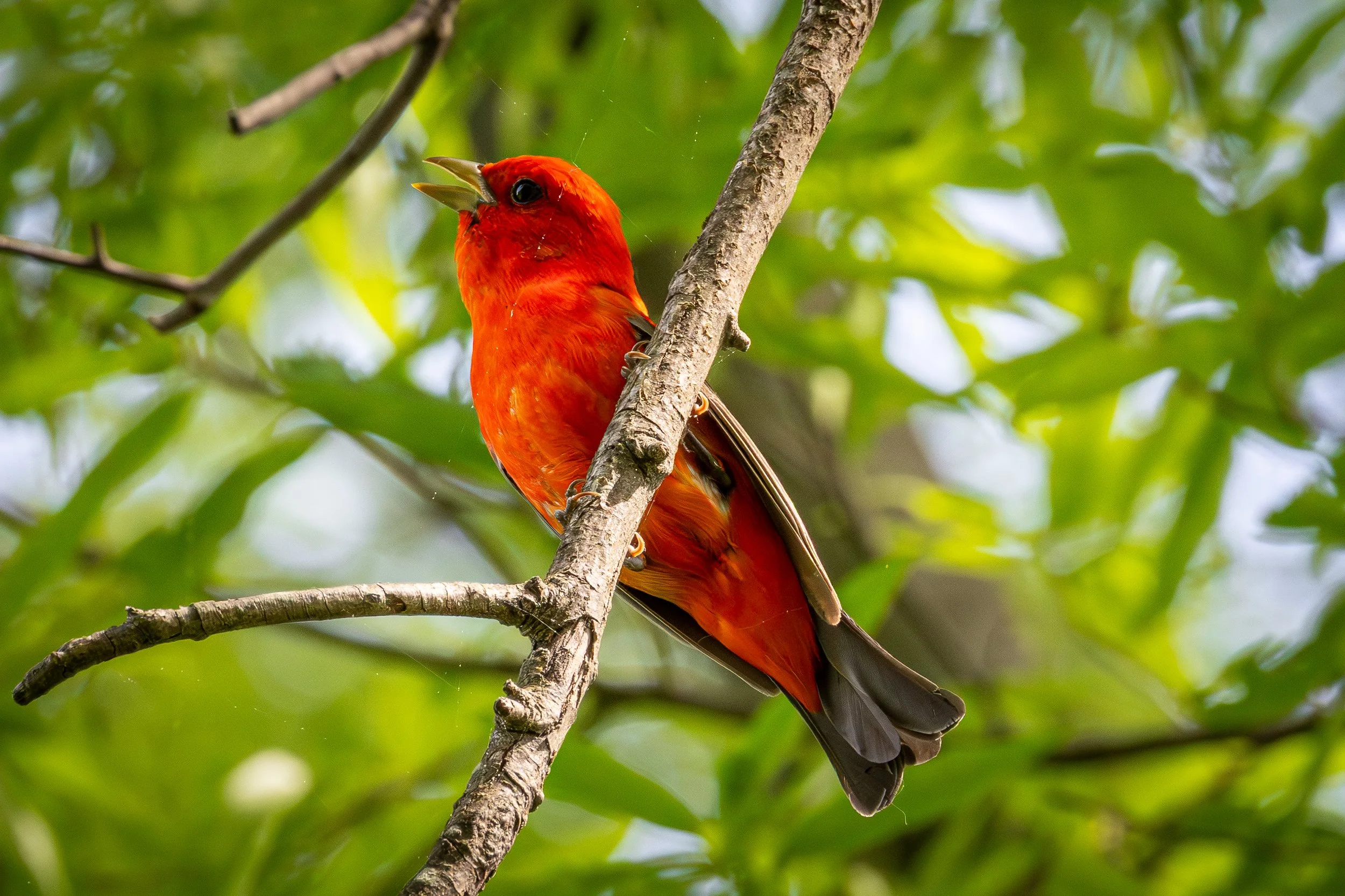 Scarlet Tanager