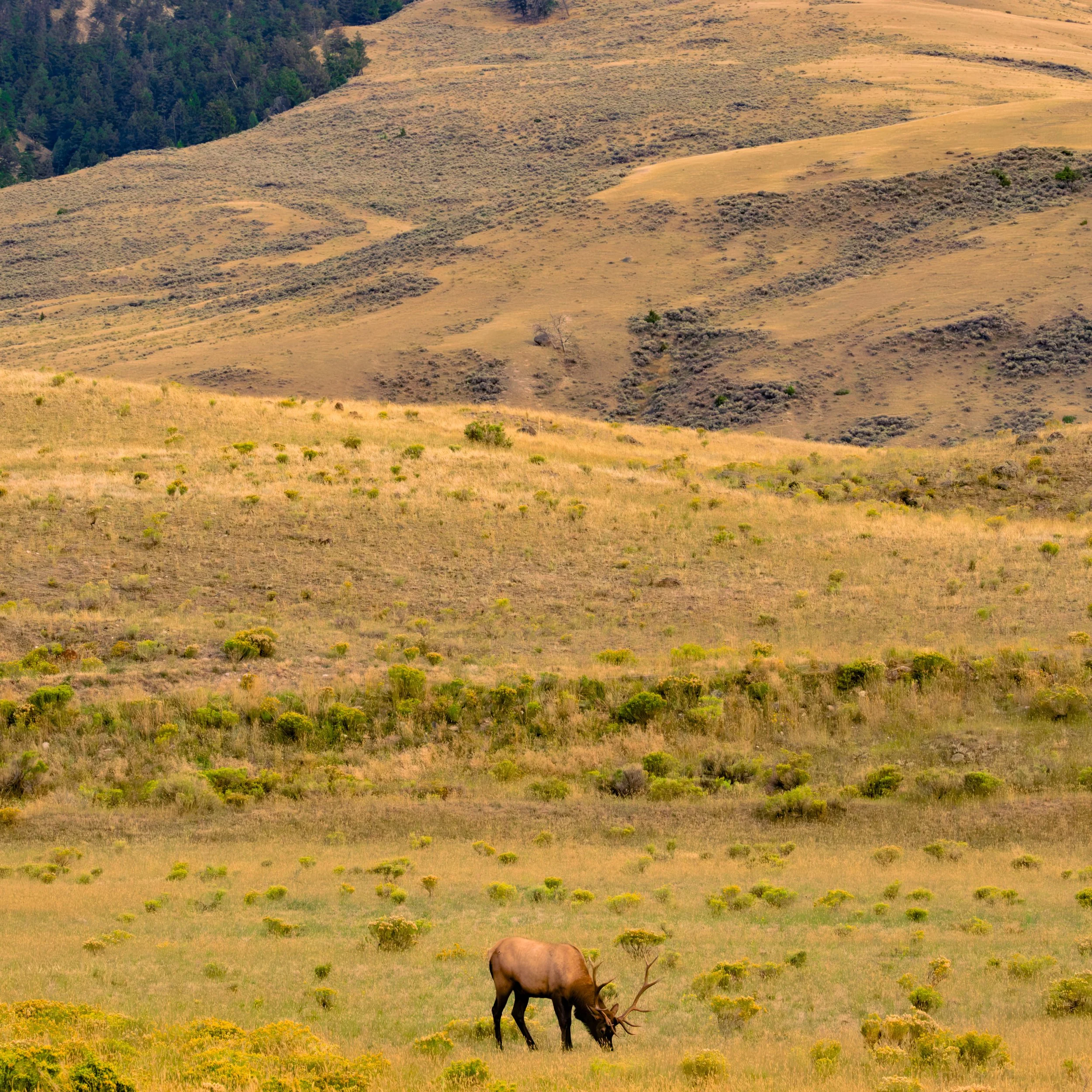 Wapiti below the rolling hills of North Yellowstone