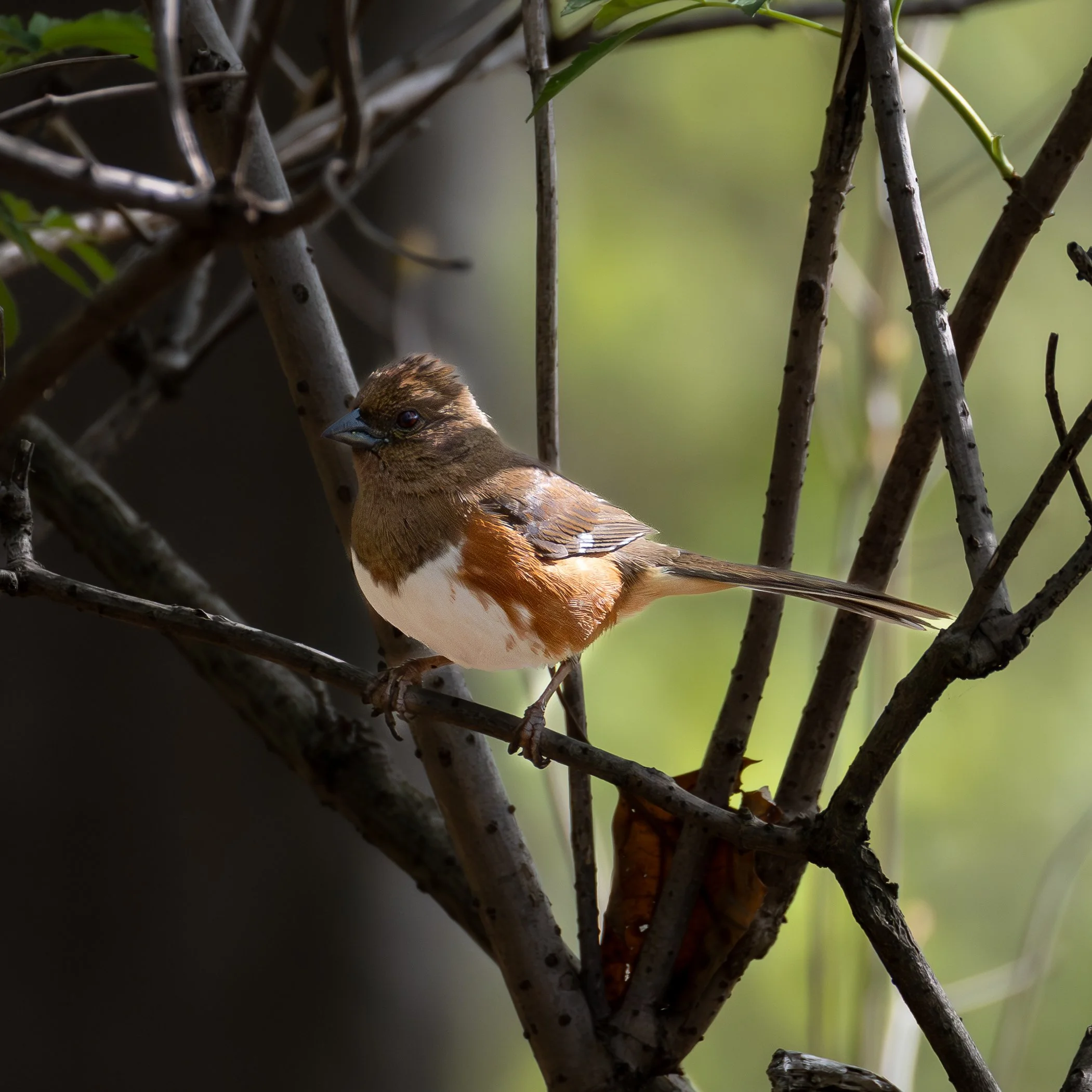 Eastern Towhee