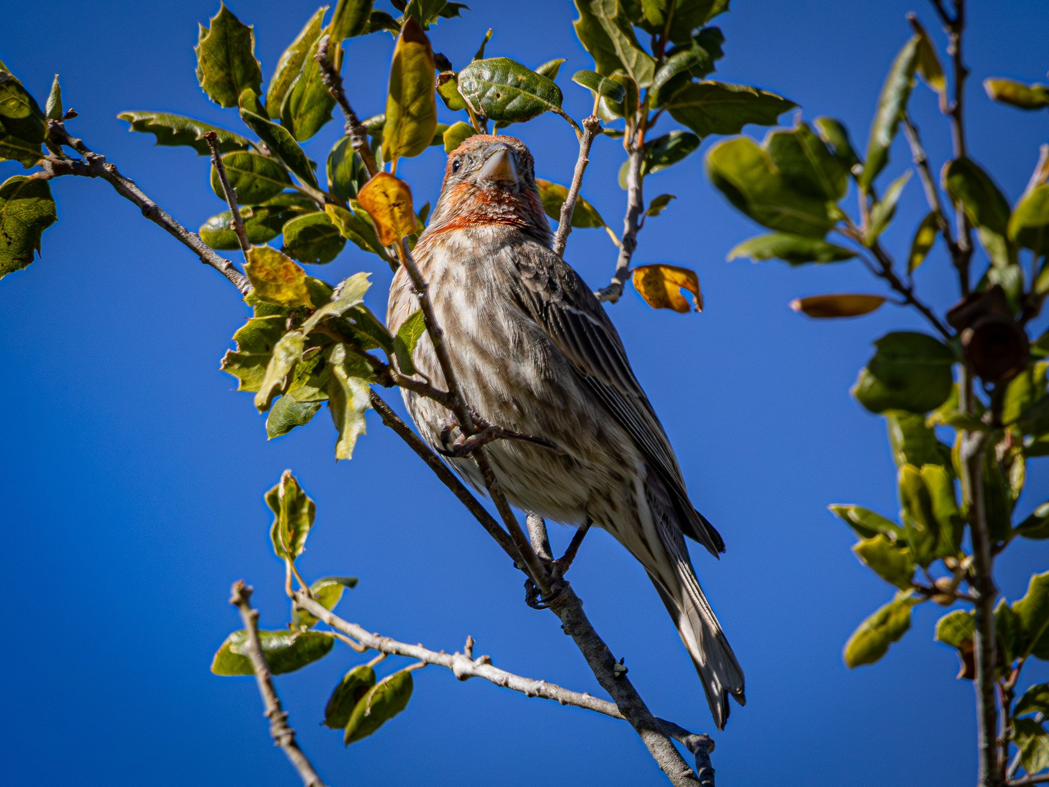 House Finch