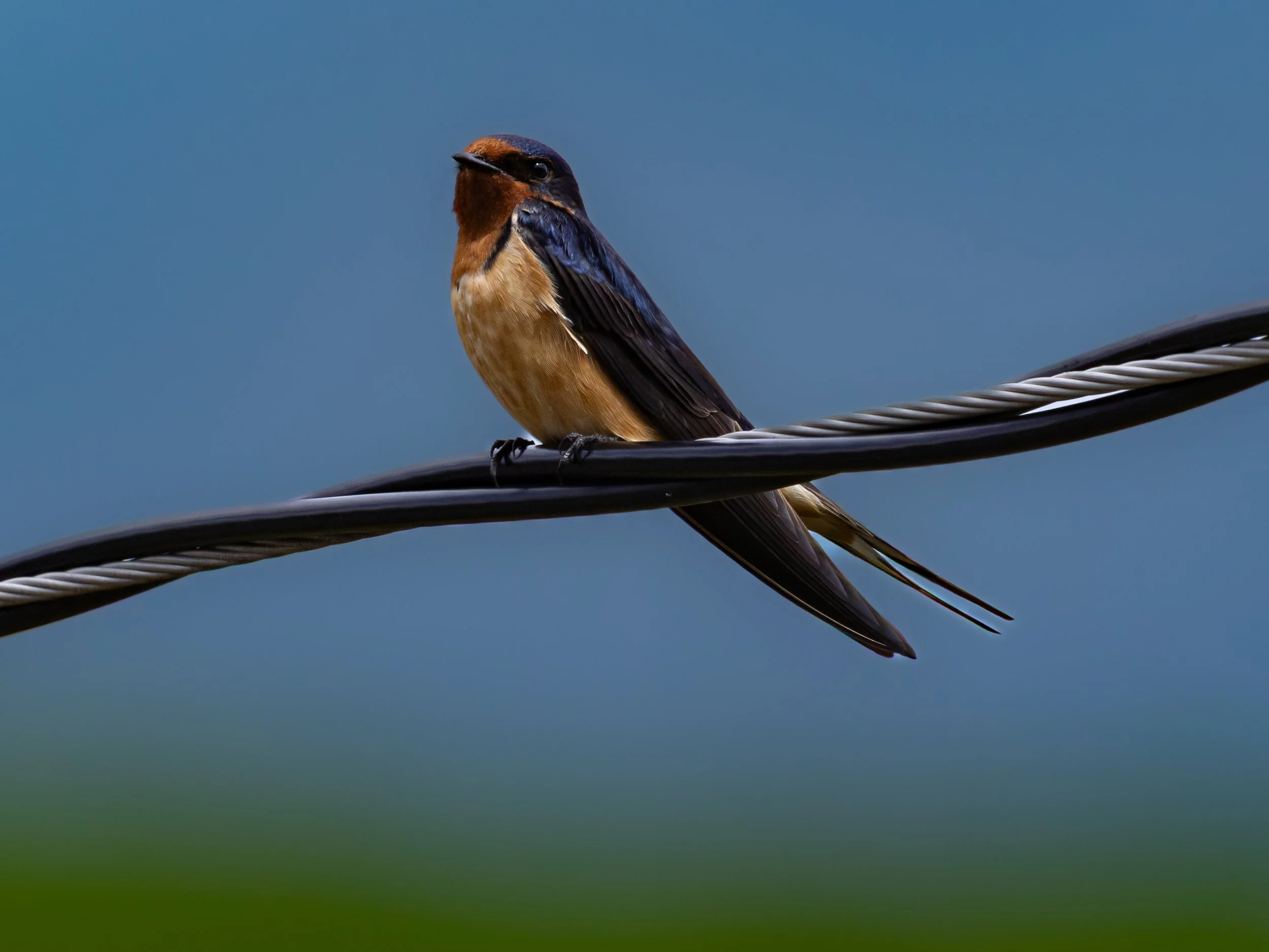 Barn Swallow