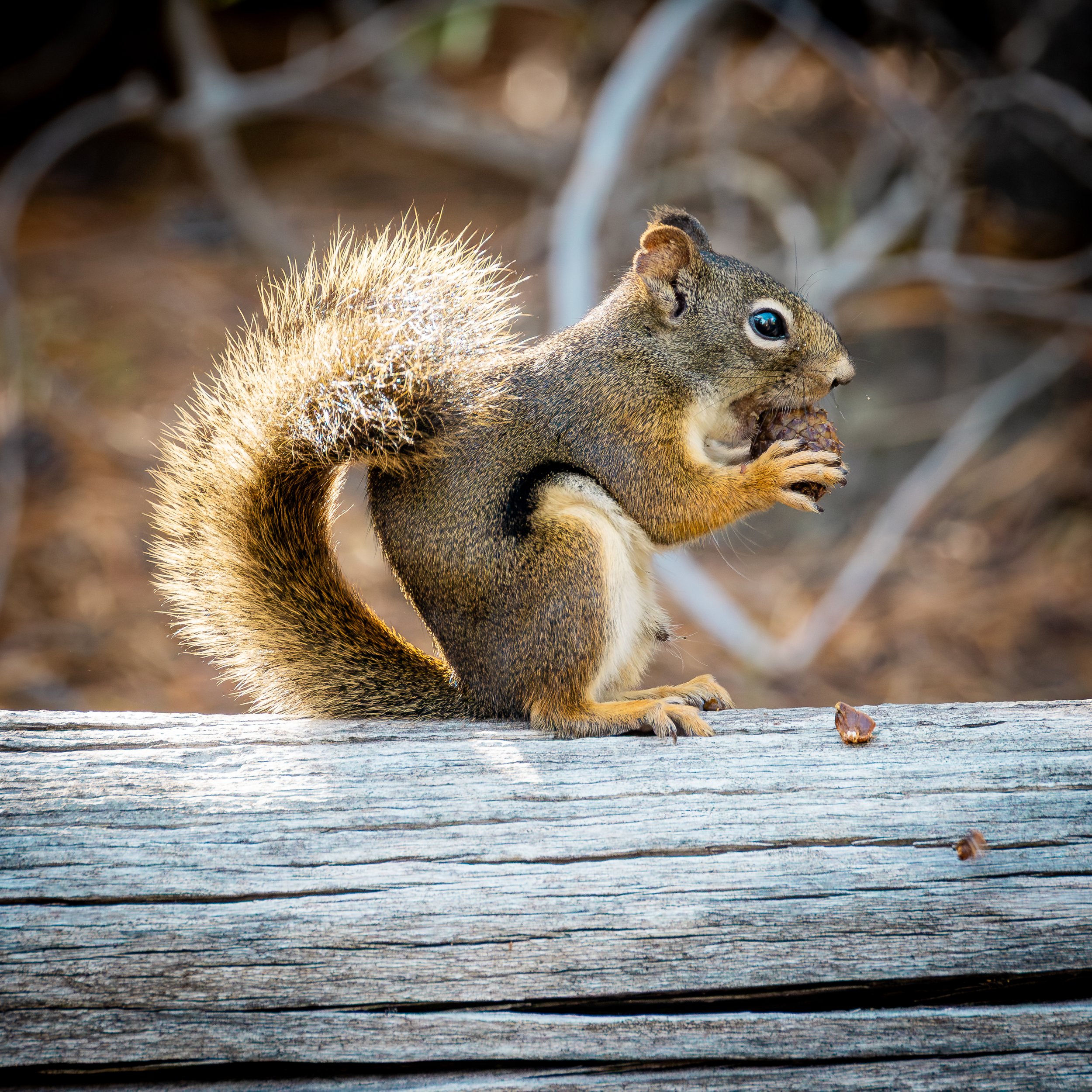 American Red Squirrel