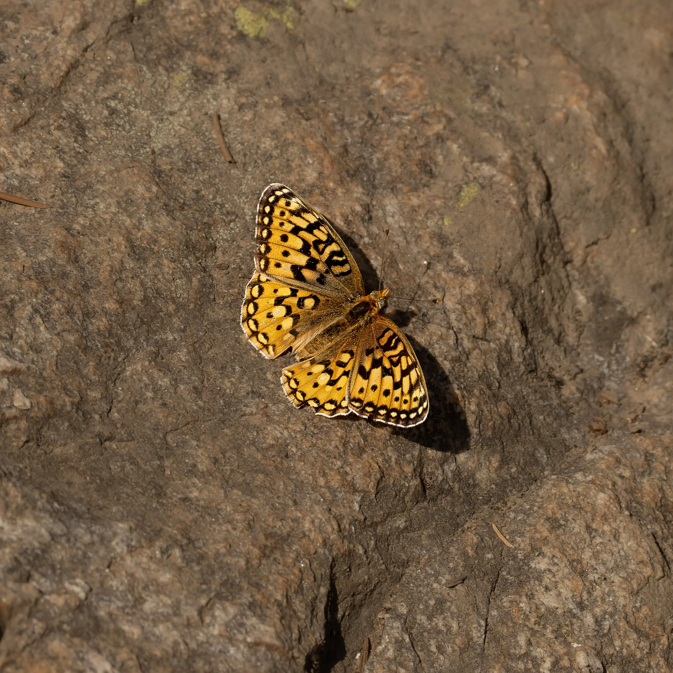 Callippe Fritillary