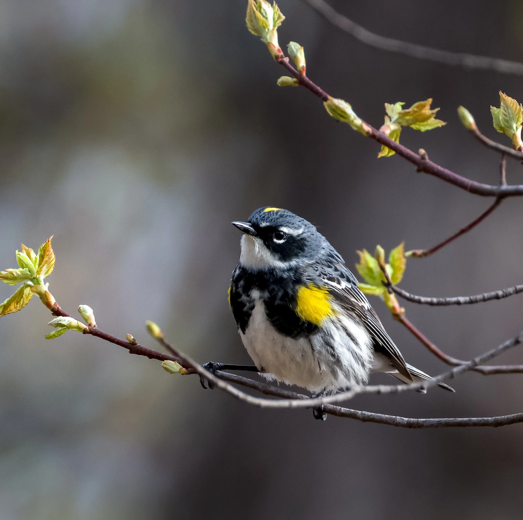 Yellow-rumped Warbler is predominantly grey and white with black and yellow patches
