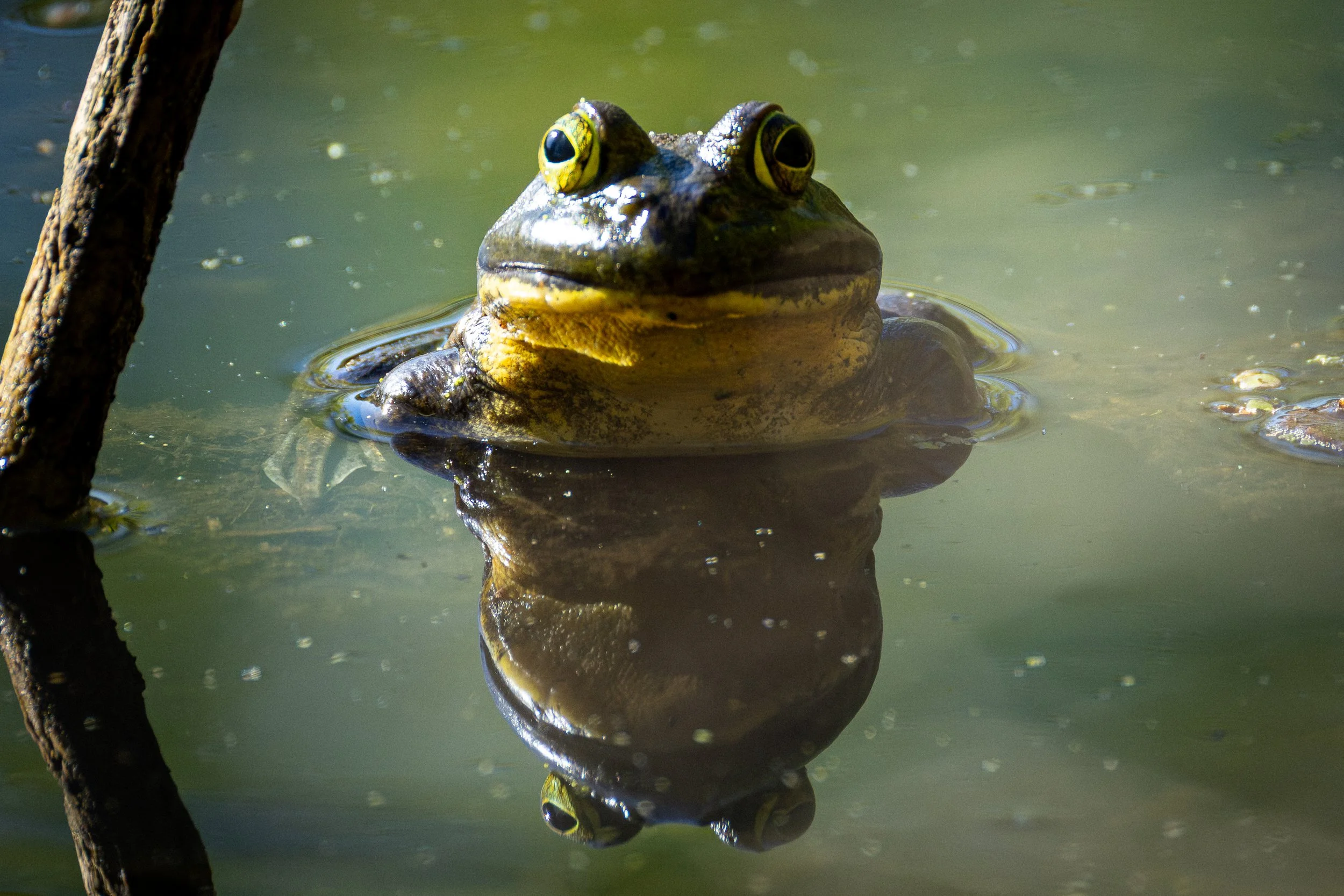 AMPHIBIANS