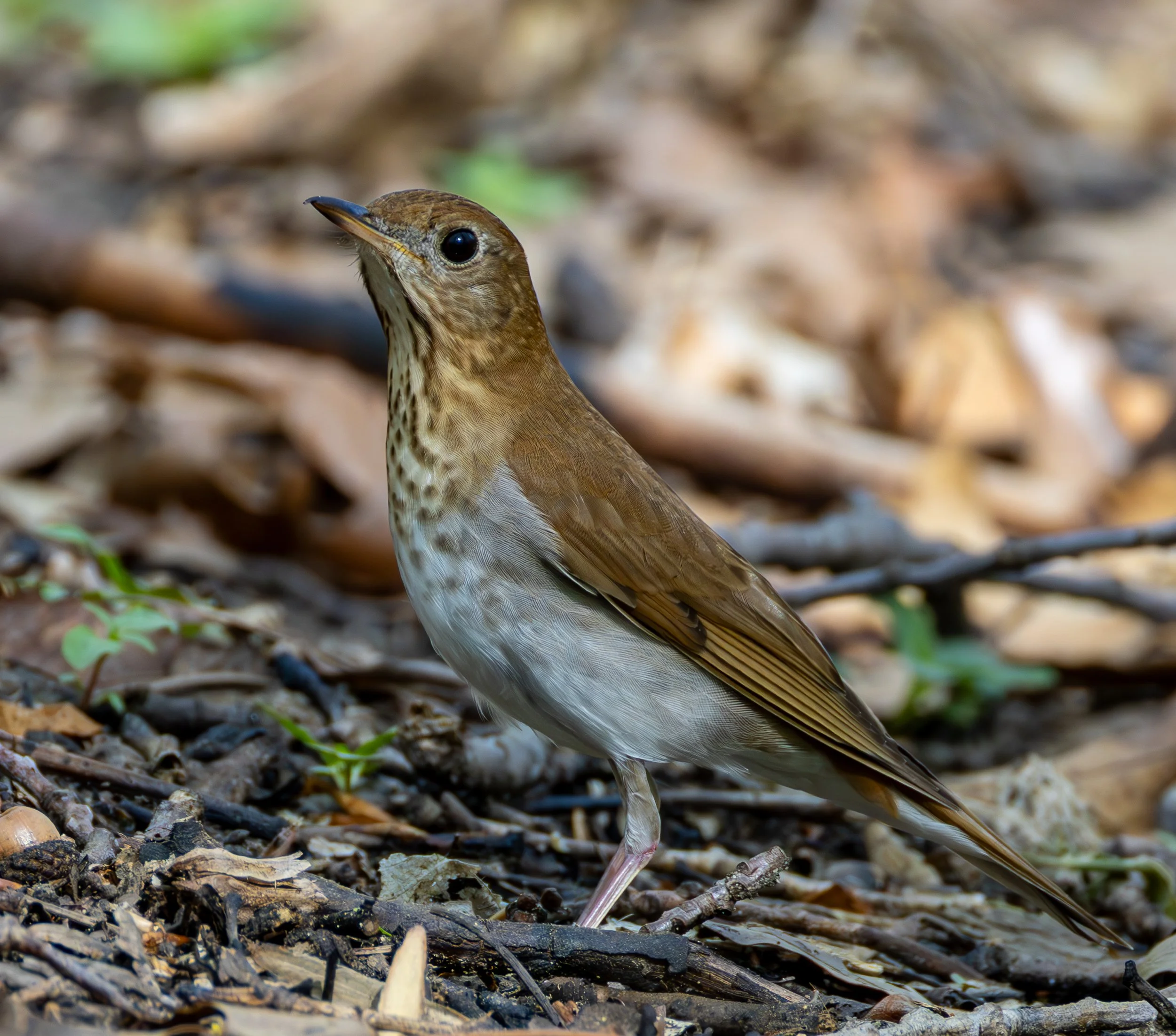 VEERY