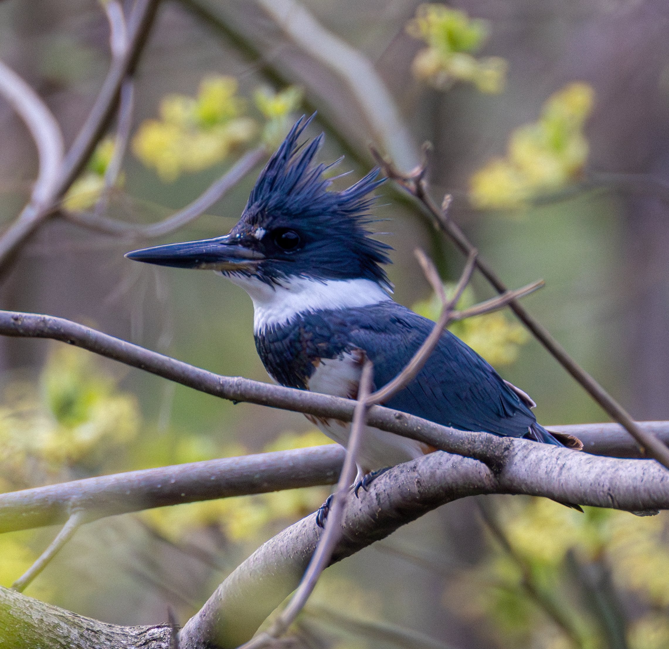 Belted Kingfishers are mostly blue with white collars and chests. Females have rufous markings